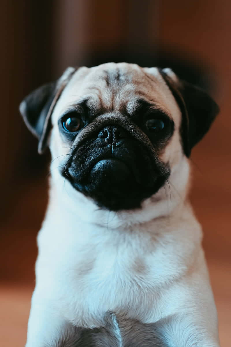 pug puppy, wrinkled face, soulful blue eyes, SD Phone Wallpaper