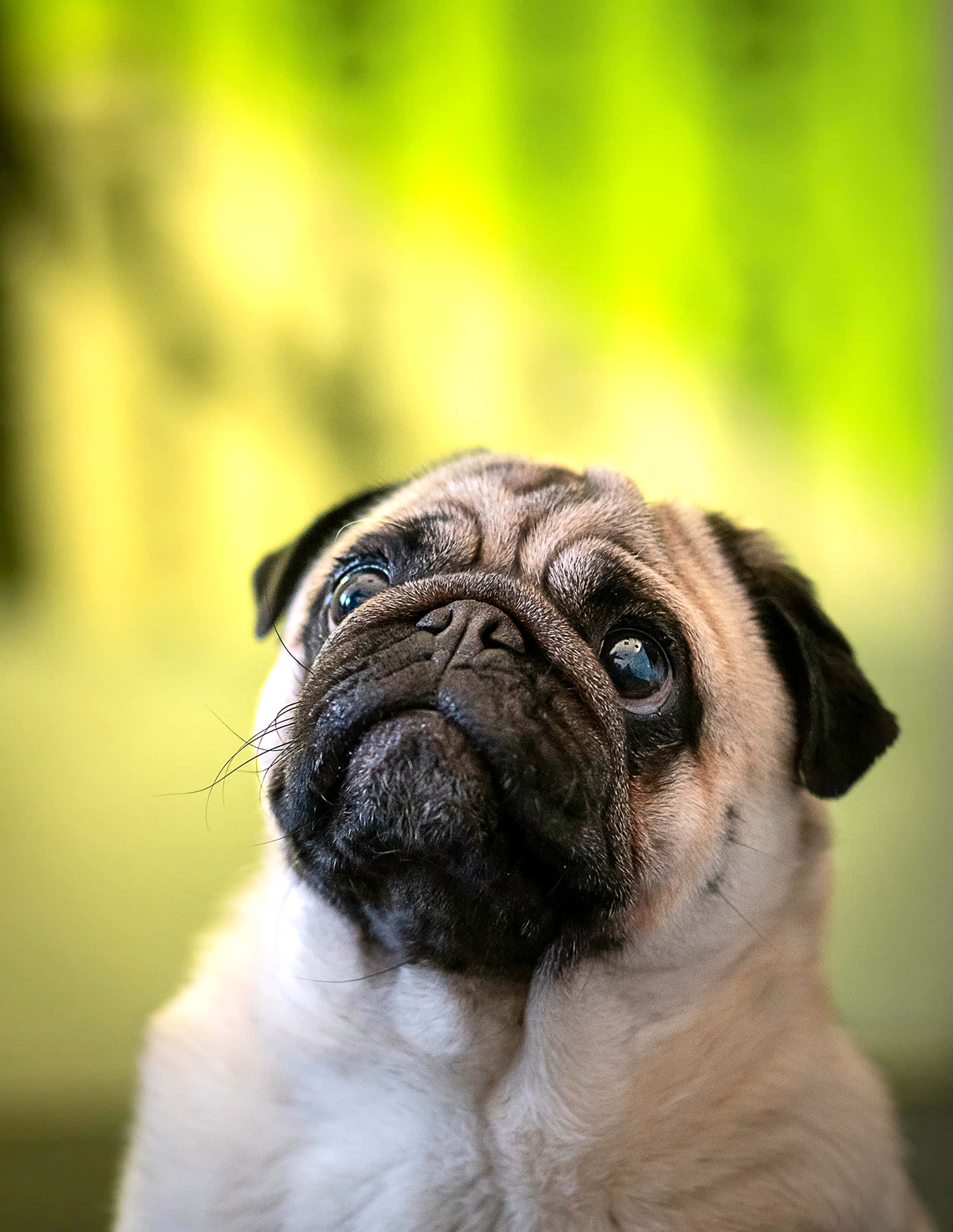 pug puppy, big blue eyes, soft green blurred background, 2K Phone Wallpaper