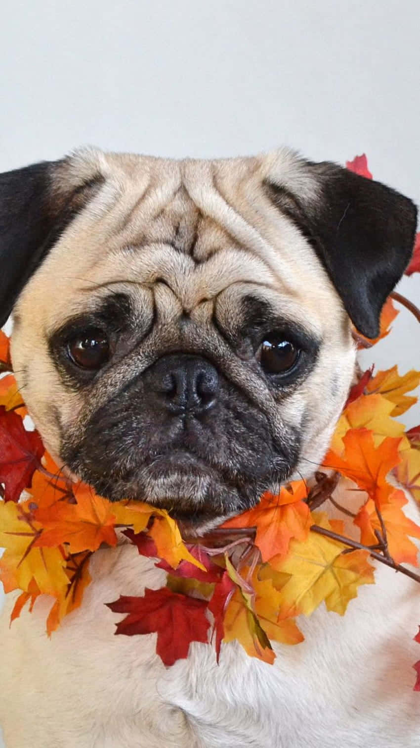 cute pug, maple leaves necklace, vibrant autumn leaf garland, HD Phone Wallpaper