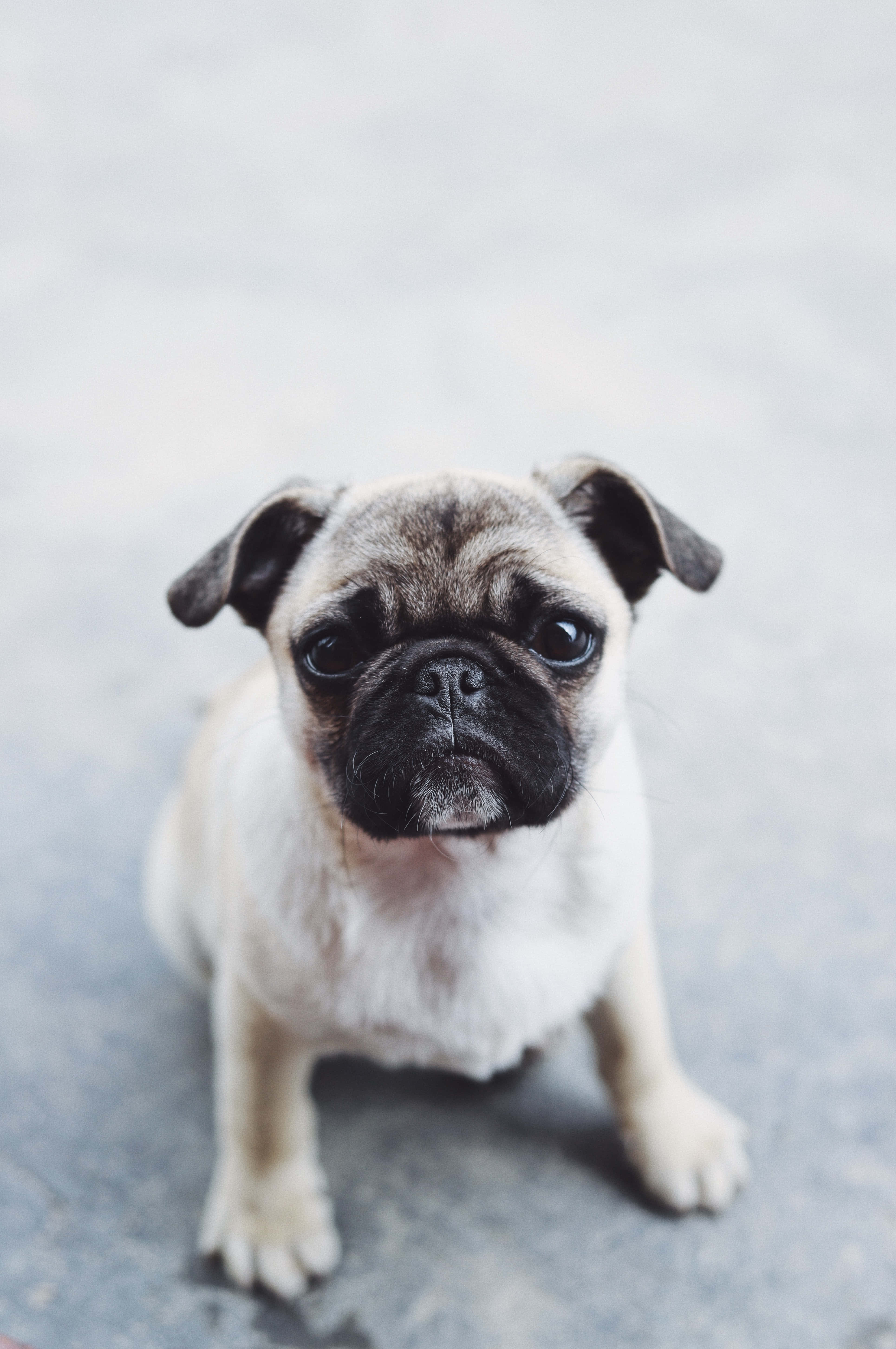 cute pug, gray pavement, big blue eyes, 5K Phone Wallpaper