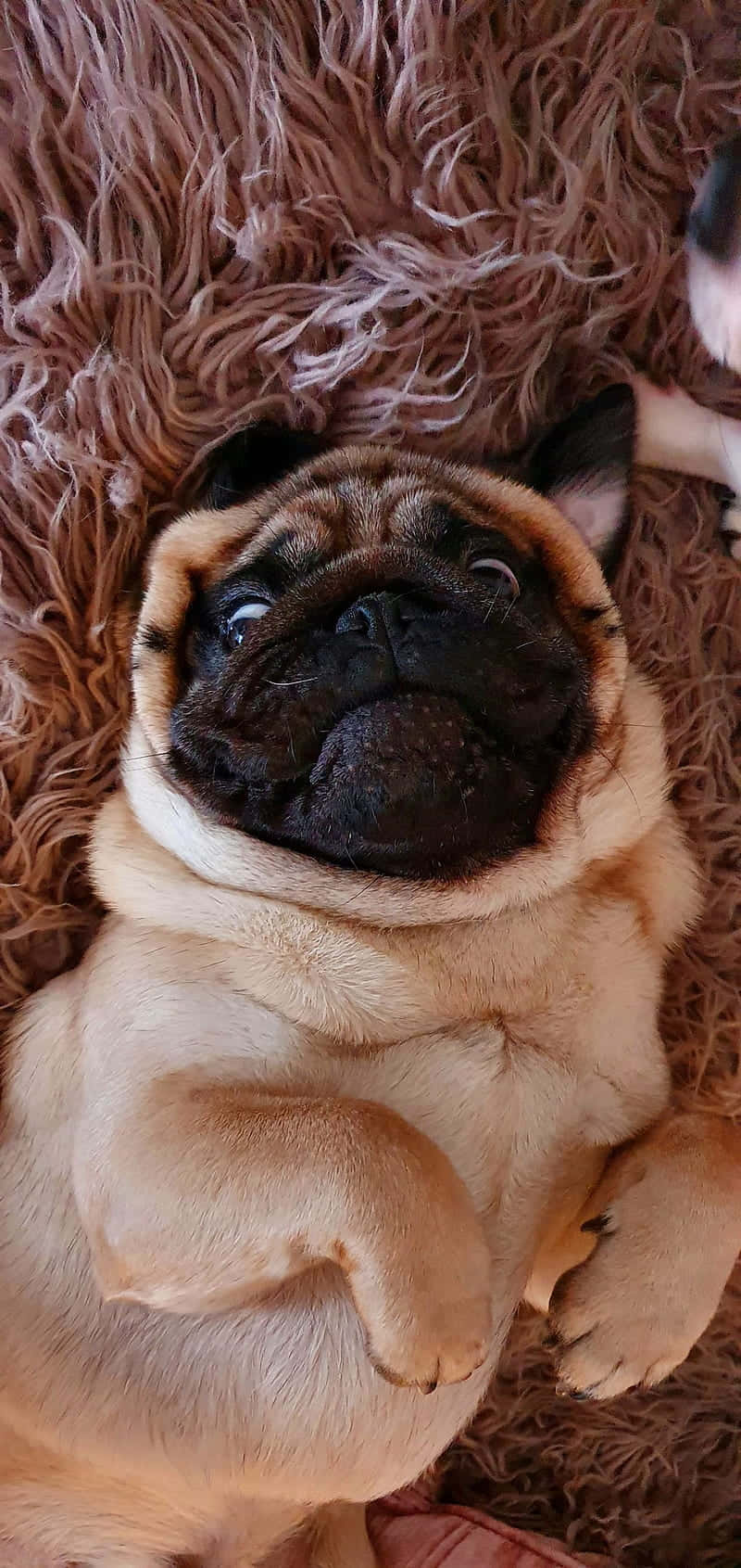 fawn pug, fluffy brown rug, wide innocent eyes, HD Phone Wallpaper