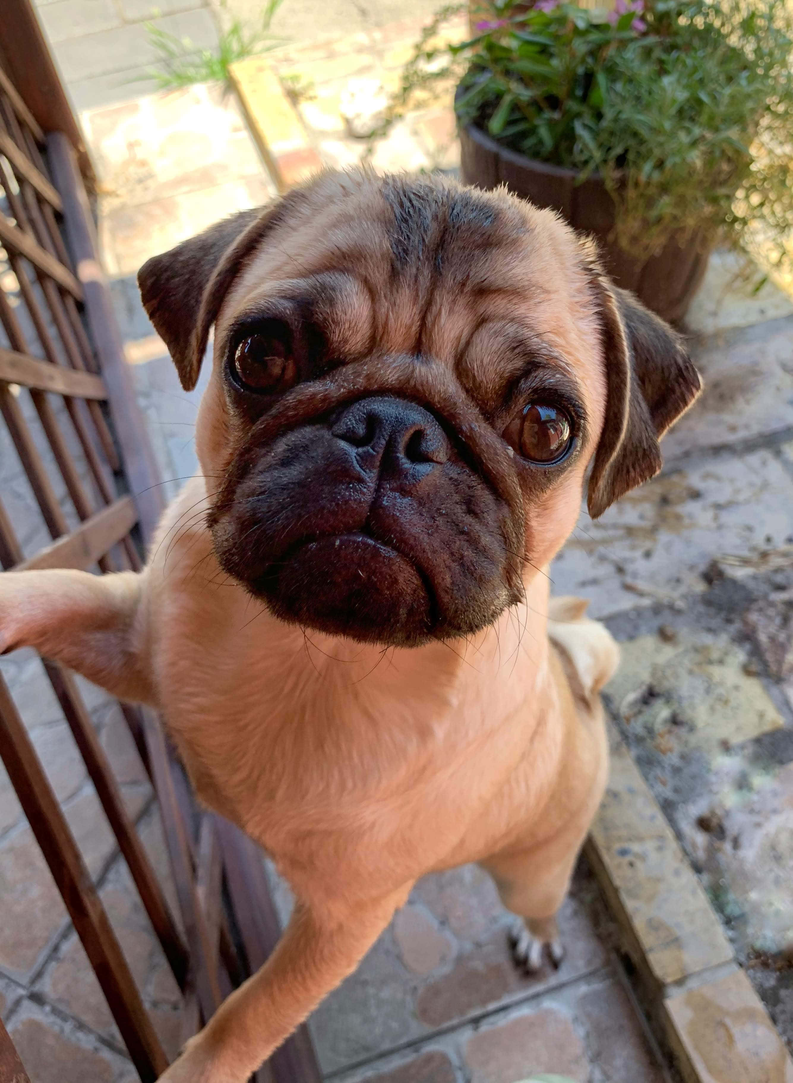fawn pug puppy, big soulful eyes, tiled patio, 2K Phone Wallpaper