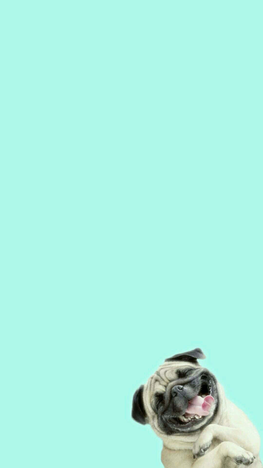 pug, wrinkled face, pink tongue, Full HD Phone Wallpaper