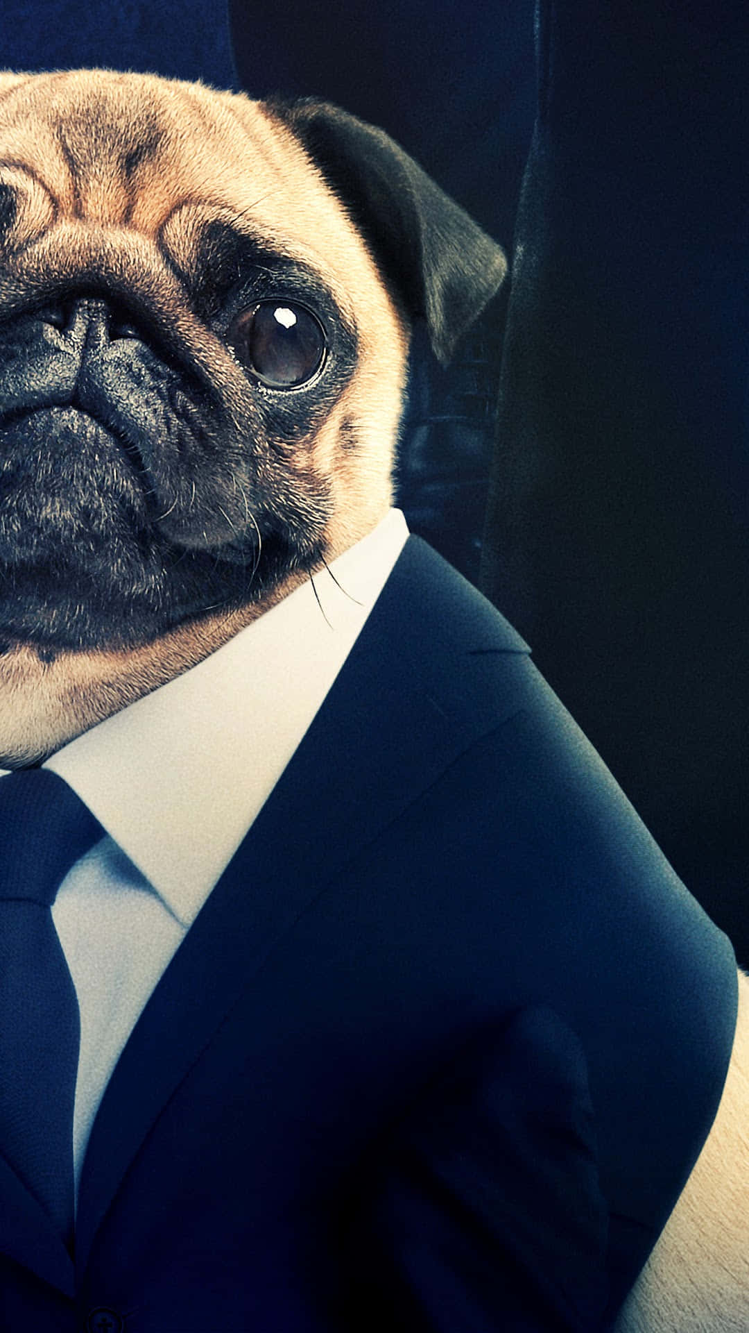 pug, navy suit, tie, Full HD Phone Wallpaper