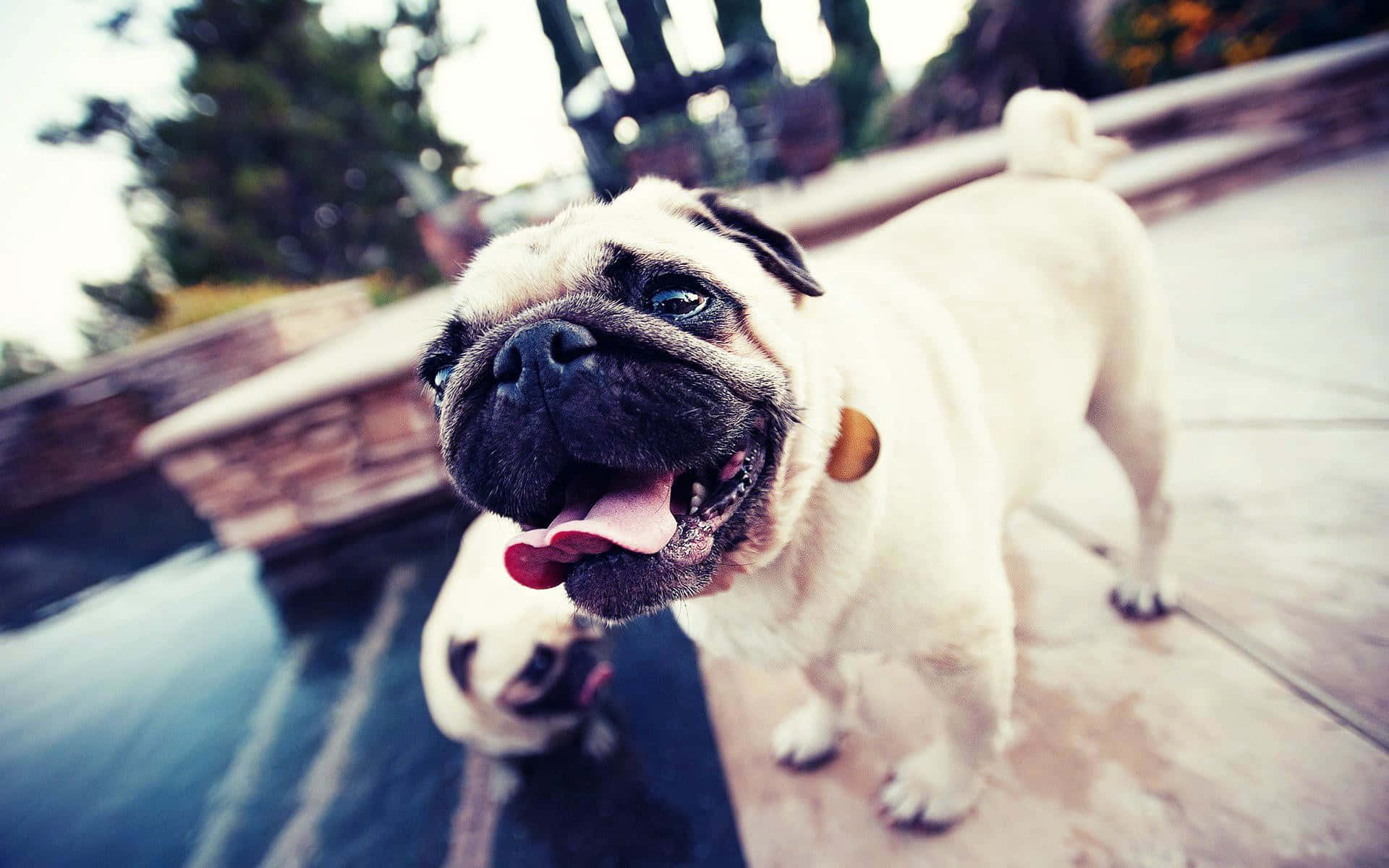 pug, pink tongue, pool, Full HD Desktop Wallpaper