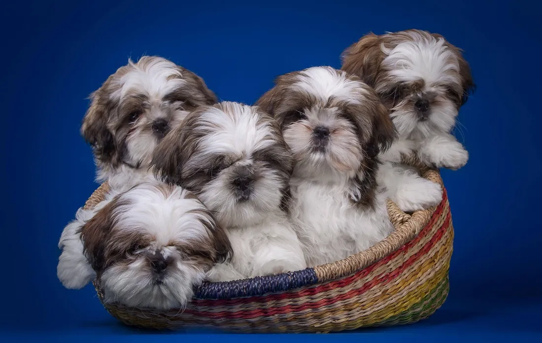 Cute Puppies