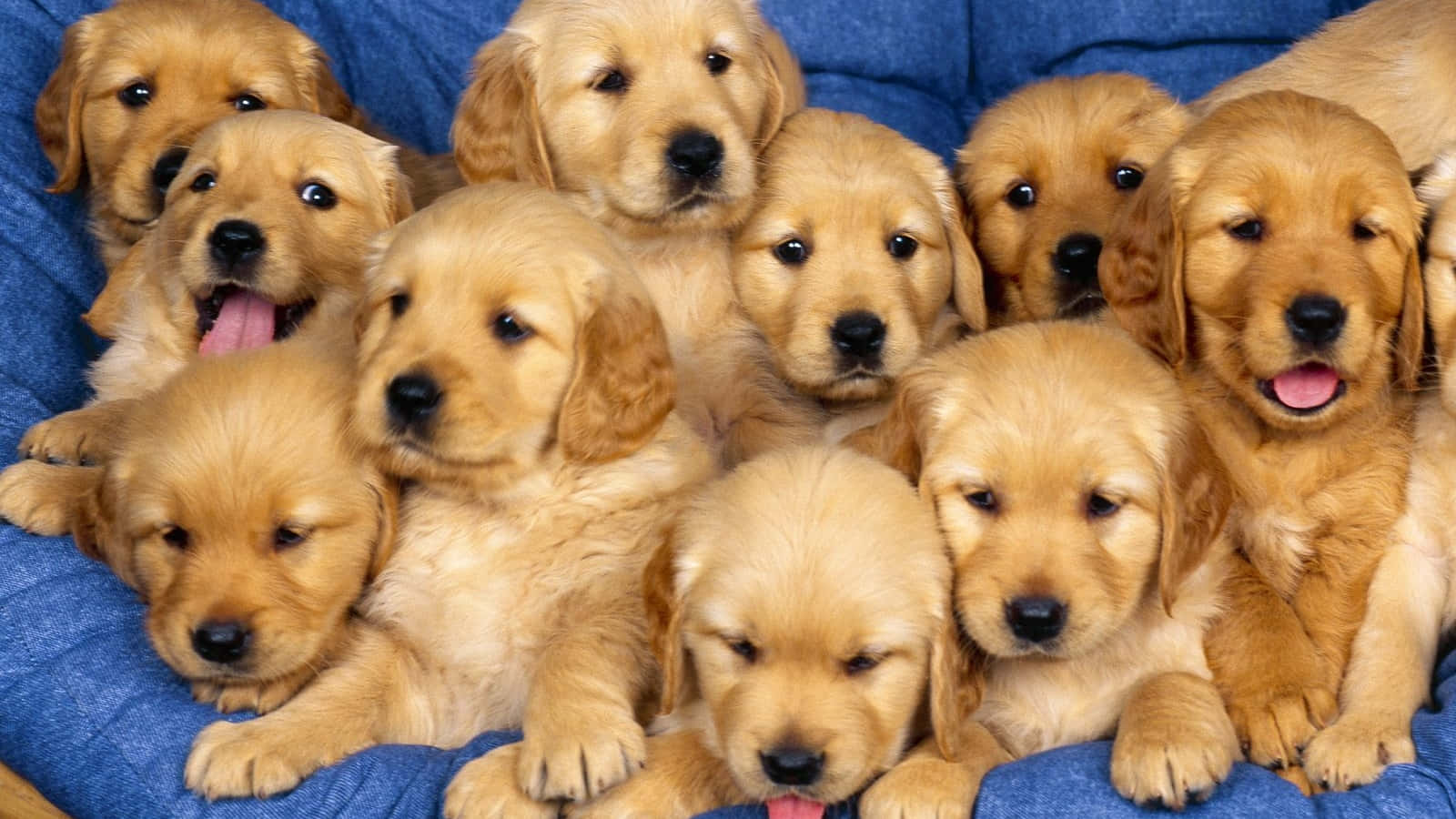 golden retriever puppies, bright eyes, pink tongues, HD Desktop Wallpaper
