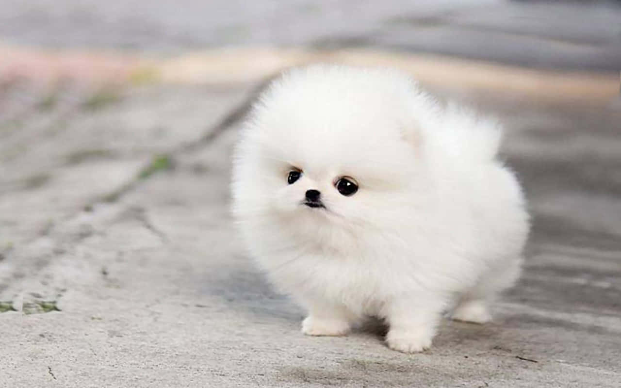 fluffy white Pomeranian puppy, gray pavement, big dark eyes, HD Desktop Wallpaper