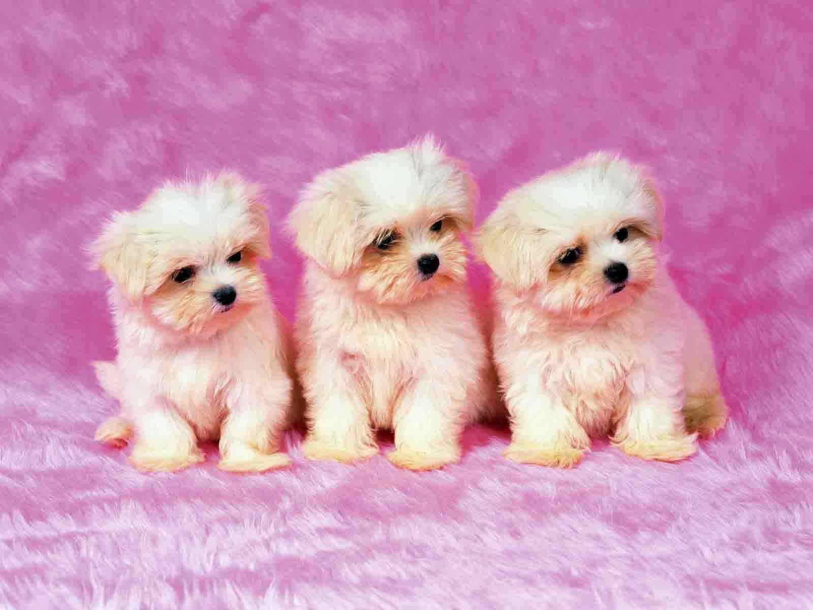 three white puppies, soft pink textured surface, fluffy, HD Desktop Wallpaper