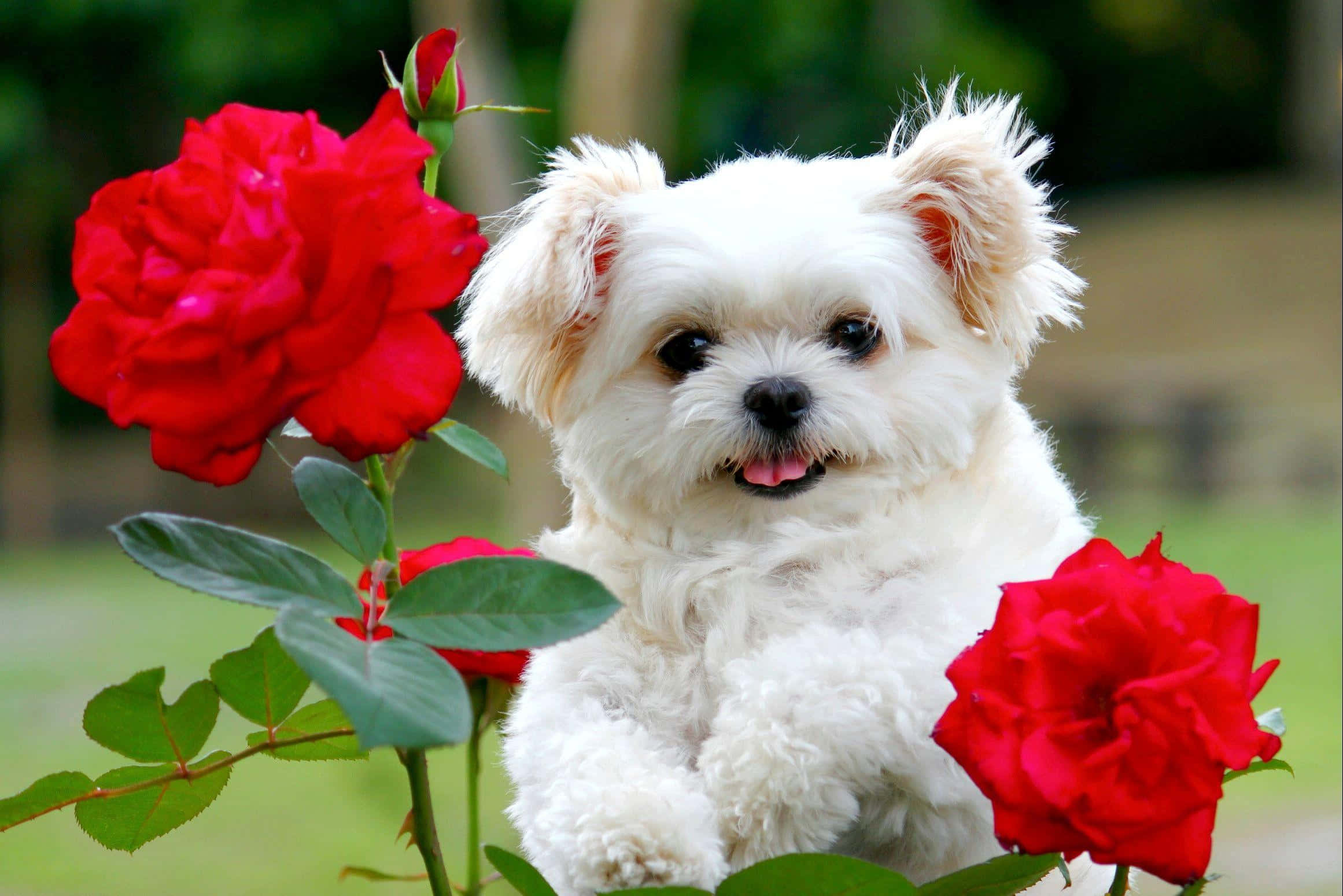 fluffy white puppy, vibrant red roses, lush green garden, Full HD Desktop Wallpaper