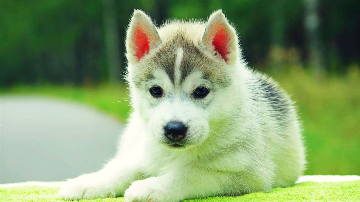 husky puppy, bright red ears, vibrant green grass, HD Desktop Wallpaper
