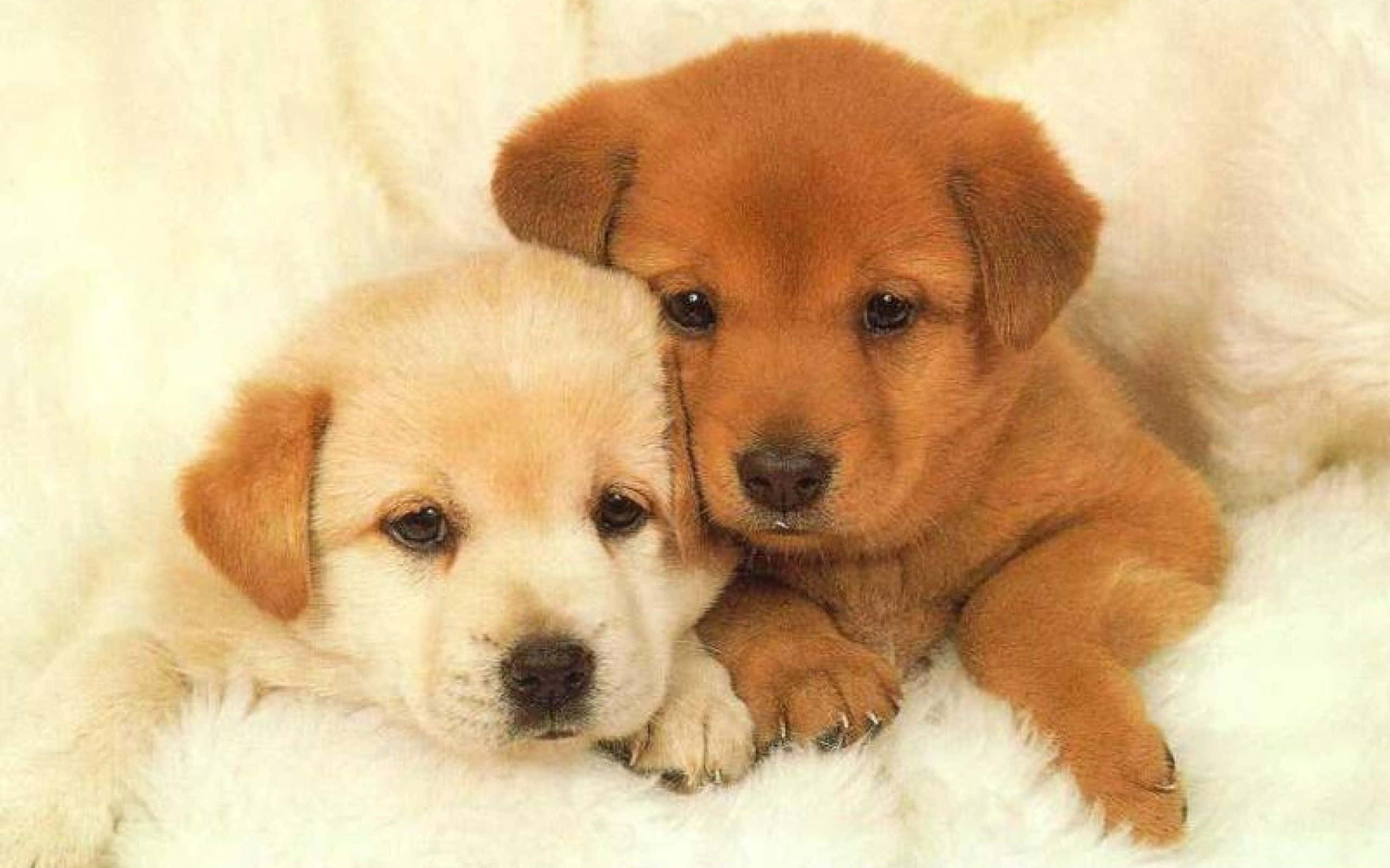 cream, reddish-brown, fluffy white blanket, 2K Desktop Wallpaper