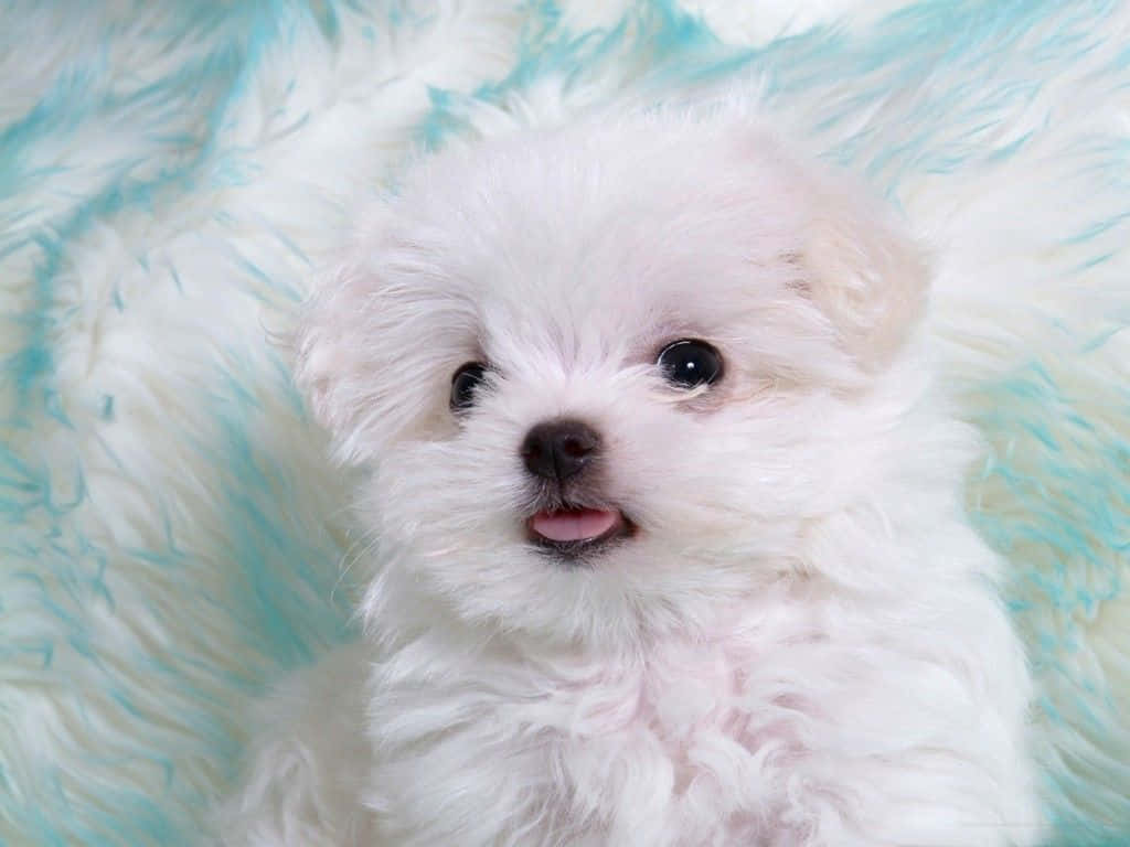 white puppy, dark eyes, pink tongue, SD Desktop Wallpaper
