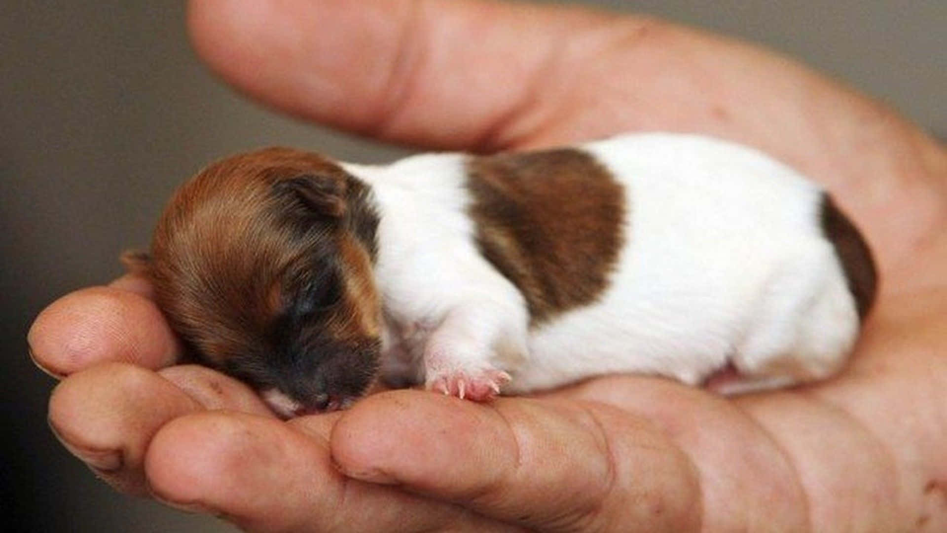 small white and brown puppy, person's hand, sleeps peacefully, Full HD Desktop Wallpaper