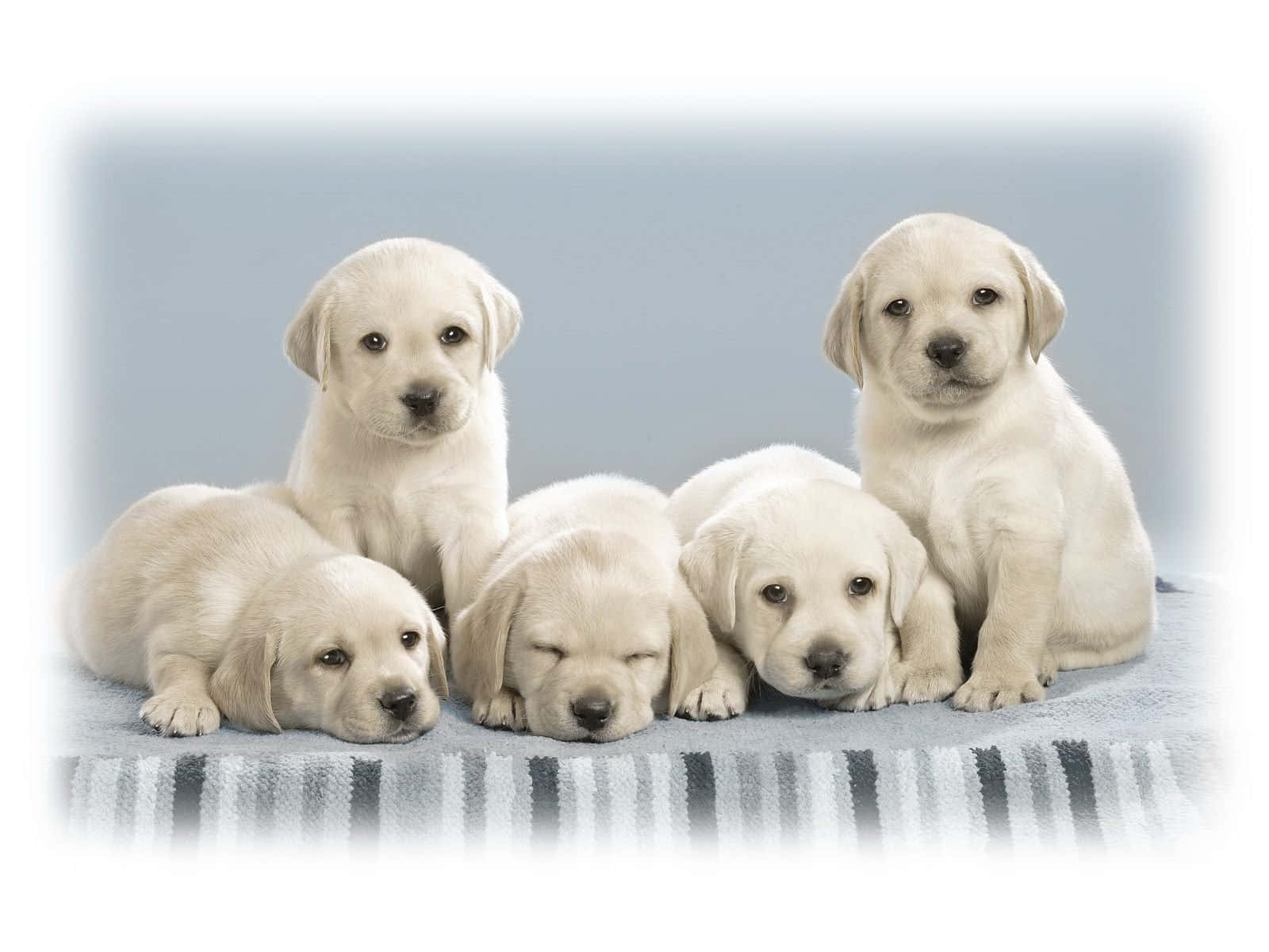 cream-colored Labrador puppies, striped blanket, soft blue background, HD Desktop Wallpaper