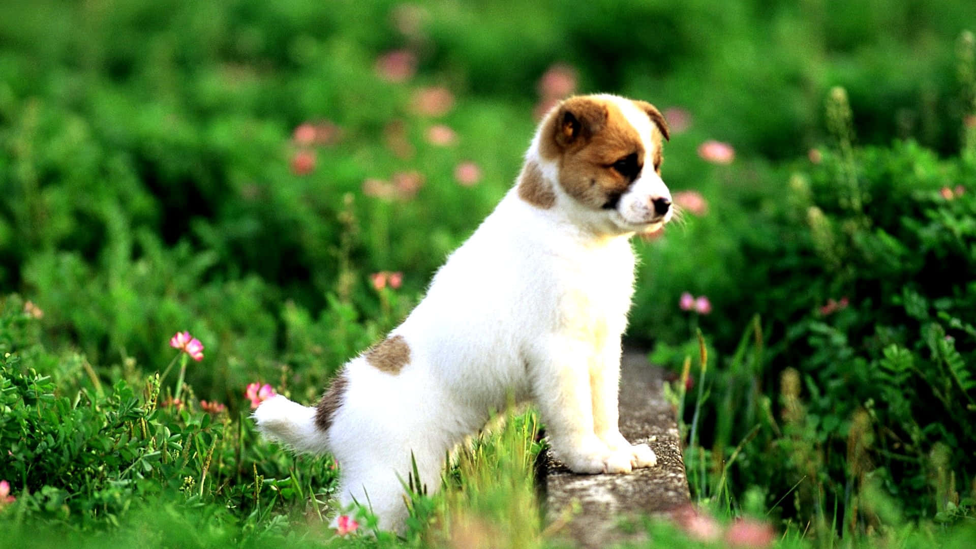 white and brown puppy, stone path, lush green grass, Full HD Desktop Wallpaper
