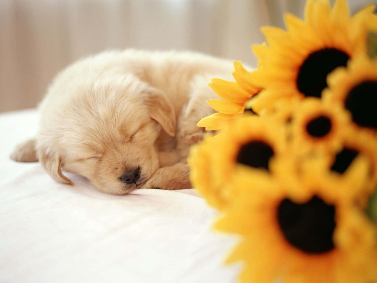 fluffy golden puppy, vibrant sunflowers, soft white surface, HD Desktop Wallpaper
