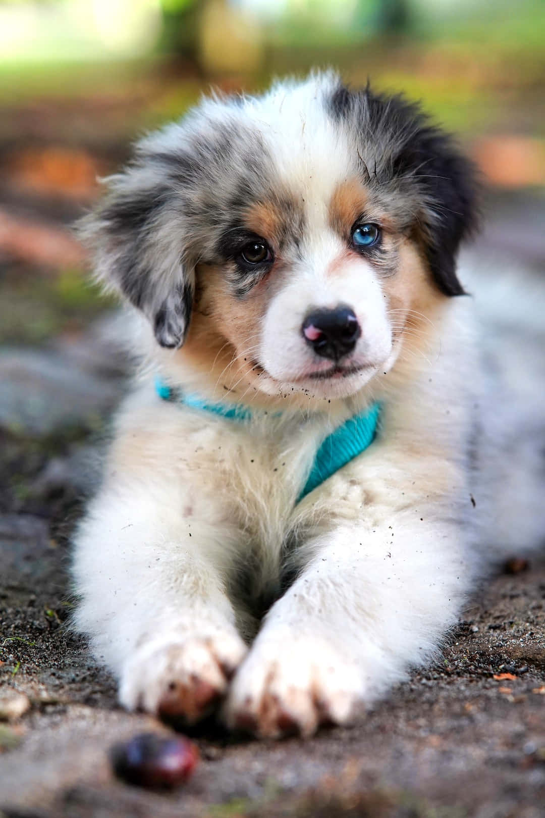 fluffy blue-eyed puppy, merle coat, teal harness, HD Phone Wallpaper