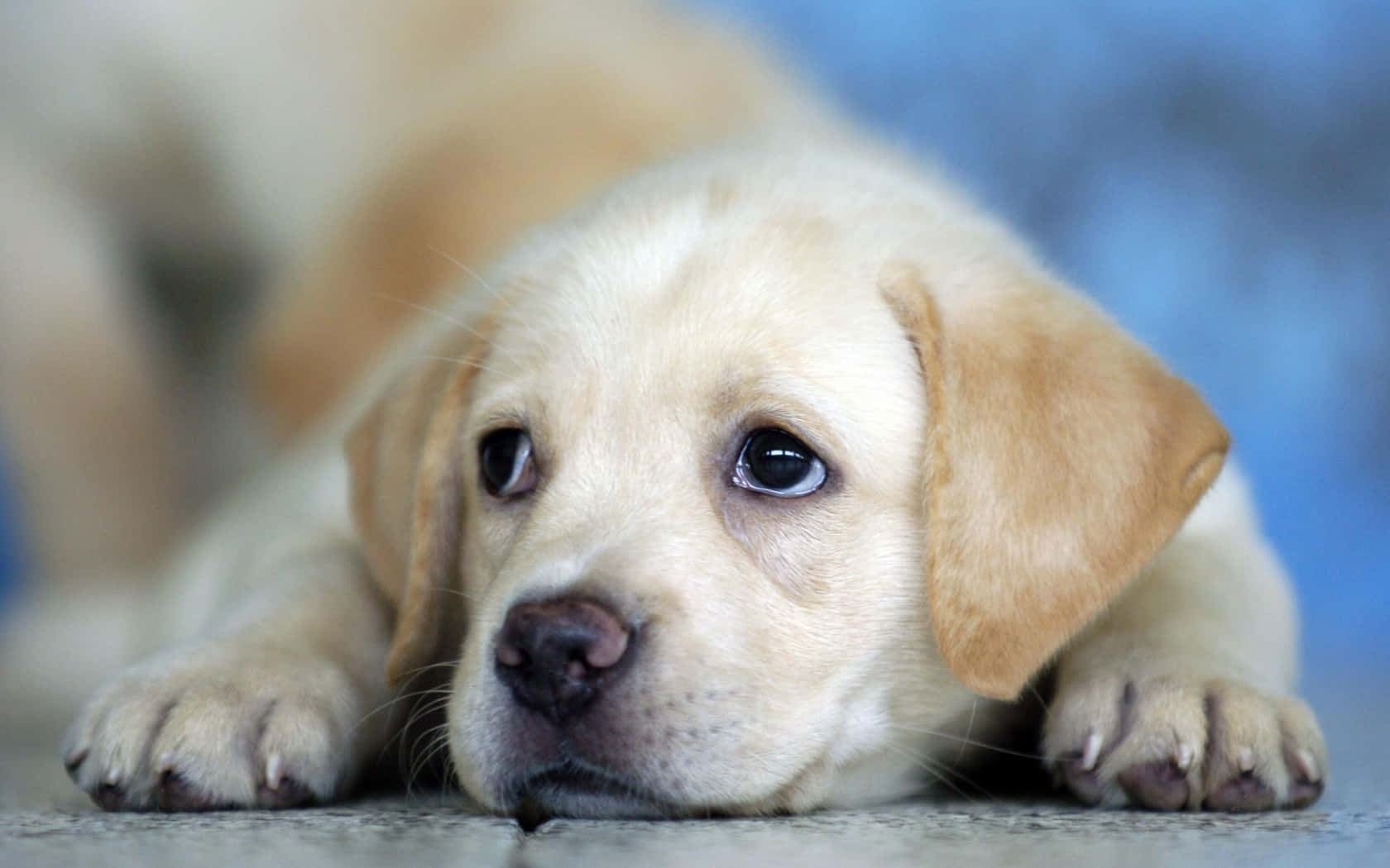 light yellow Labrador puppy, concrete surface, soft blue background, HD Desktop Wallpaper