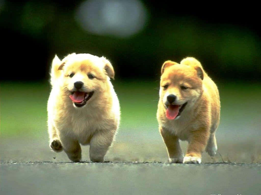 fluffy puppies, paved path, blurred greenery, SD Desktop Wallpaper