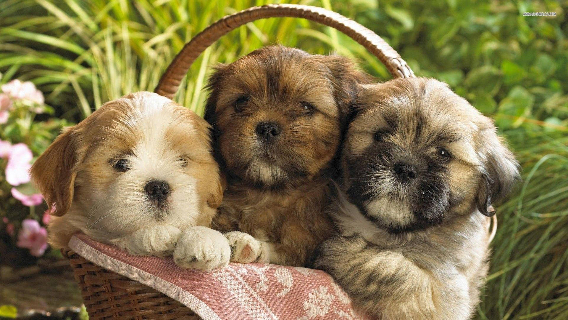 puppy, picnic basket, wicker basket, Full HD Desktop Wallpaper
