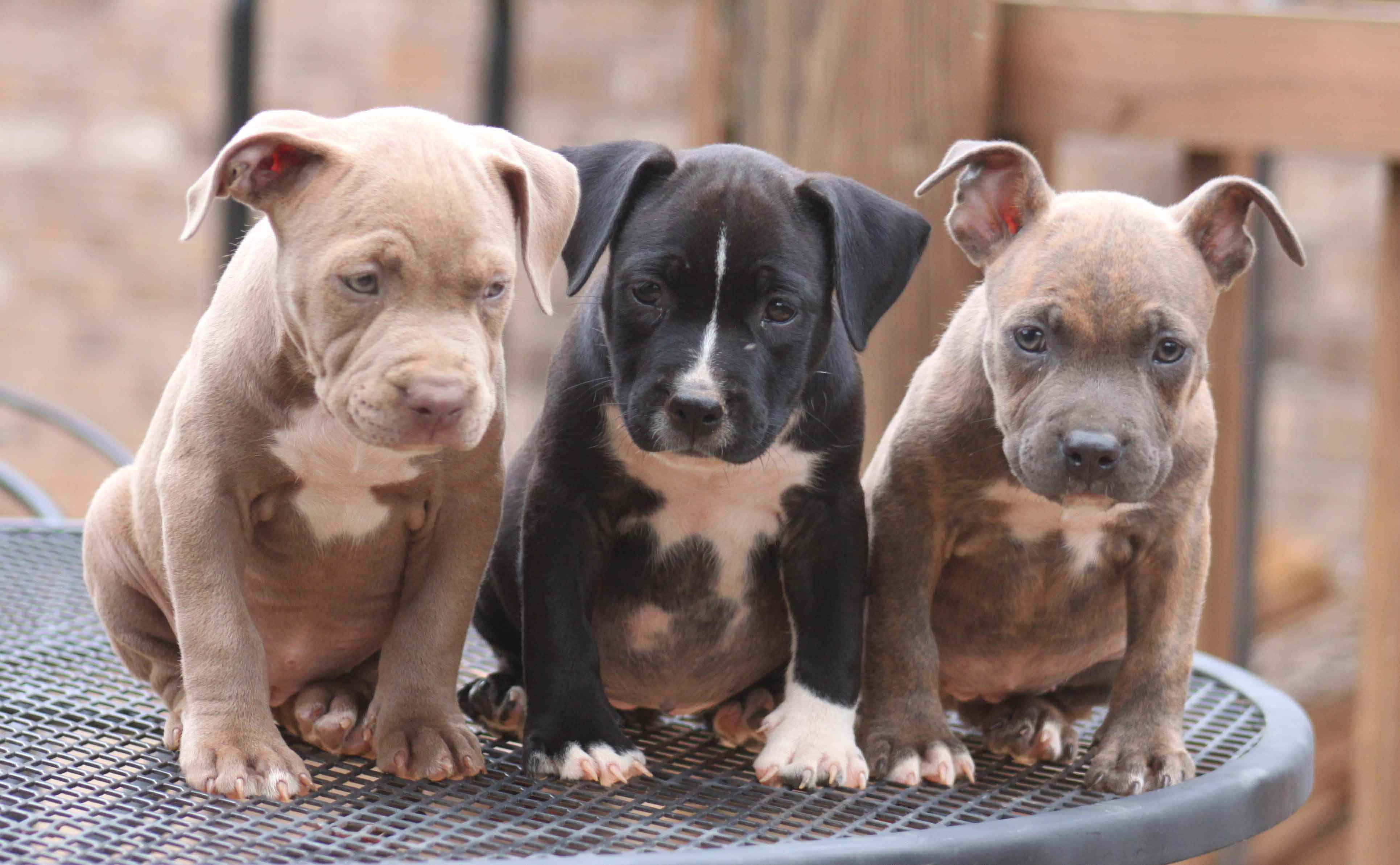 American Bully puppy, metal patio table, outdoors, 4K Desktop Wallpaper