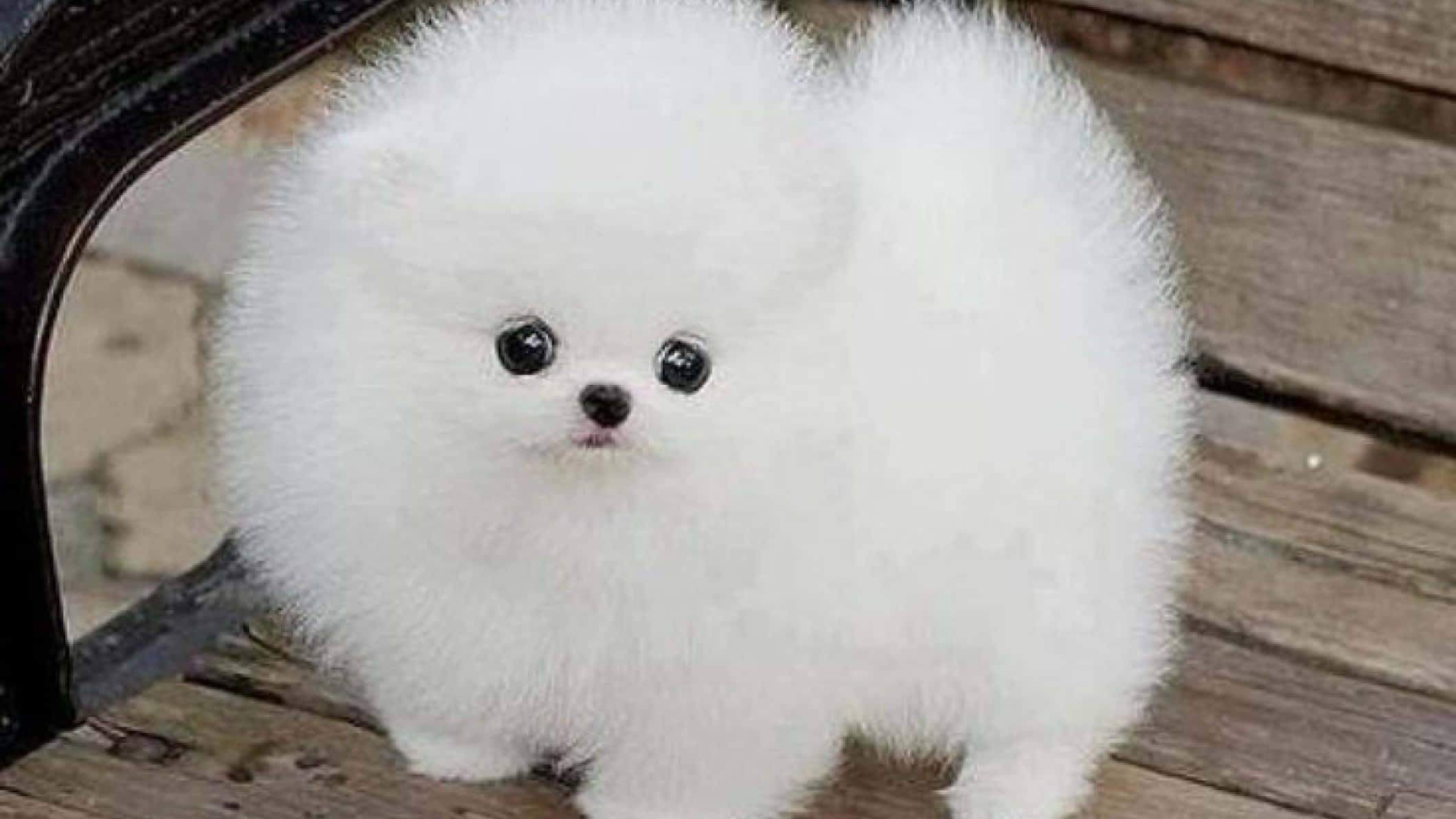 white Pomeranian puppy, fluffy, big dark eyes, Full HD Desktop Wallpaper