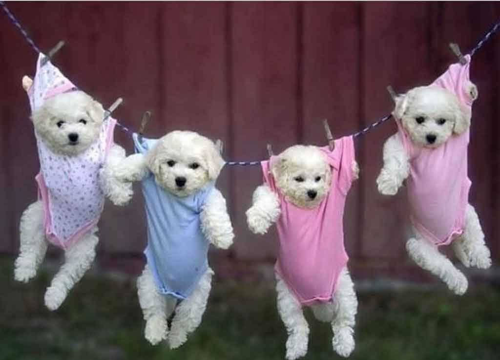 fluffy white puppies, colorful onesies, clothesline, SD Desktop Wallpaper