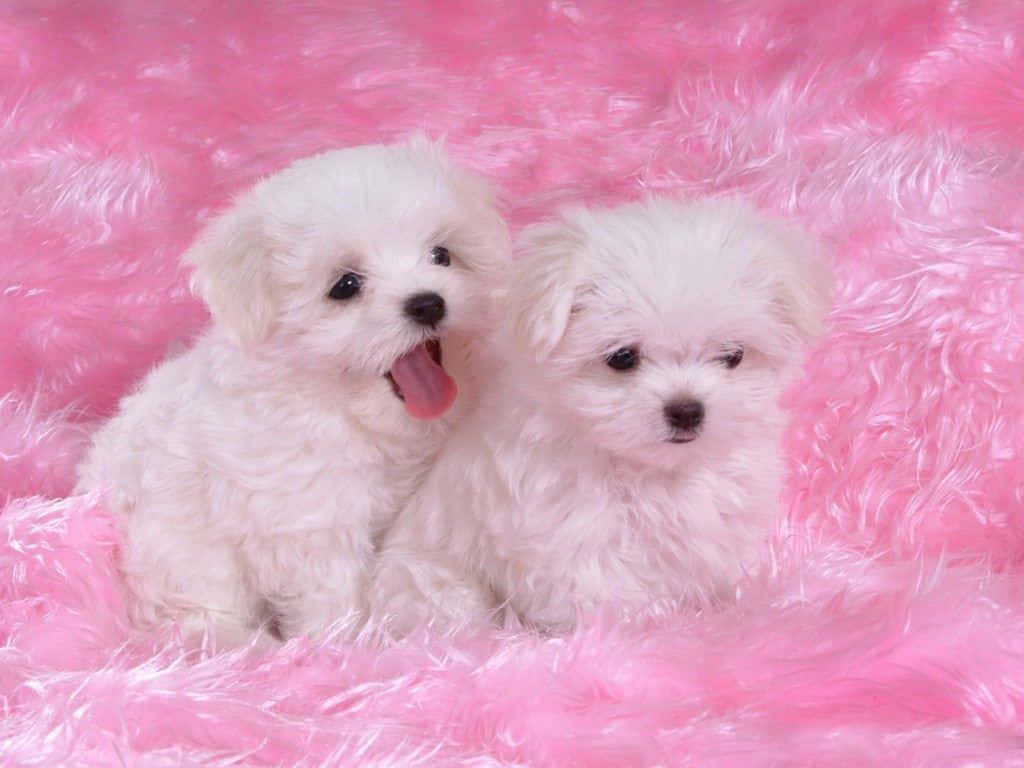 fluffy white puppies, vibrant pink shaggy rug, playfully sticks out its tongue, SD Desktop Wallpaper