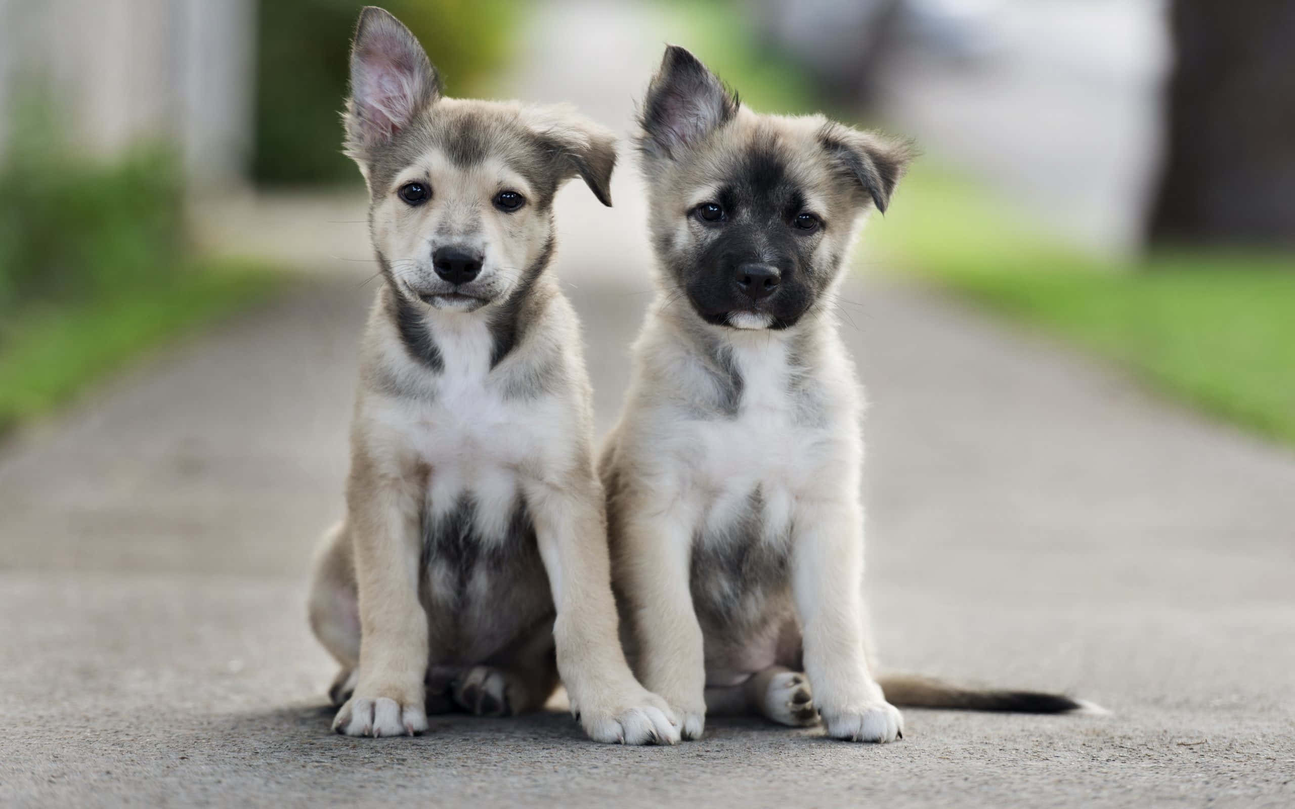 cute puppies, adorable fluffy puppies, big dark eyes, 2K Desktop Wallpaper