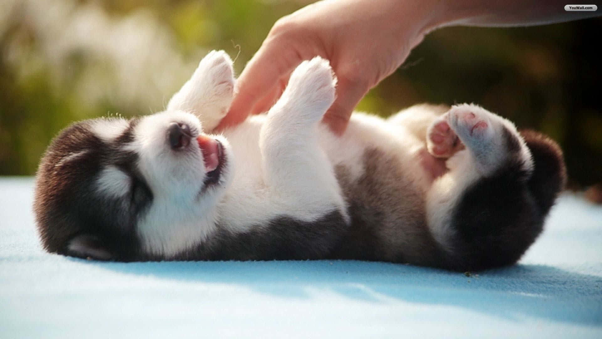 husky puppy, blue blanket, warm sunlight, Full HD Desktop Wallpaper