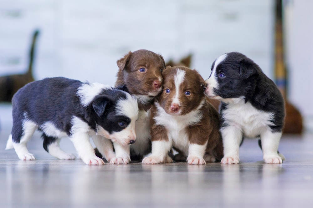 border collie puppy, blue eyes, polished floor, SD Desktop Wallpaper