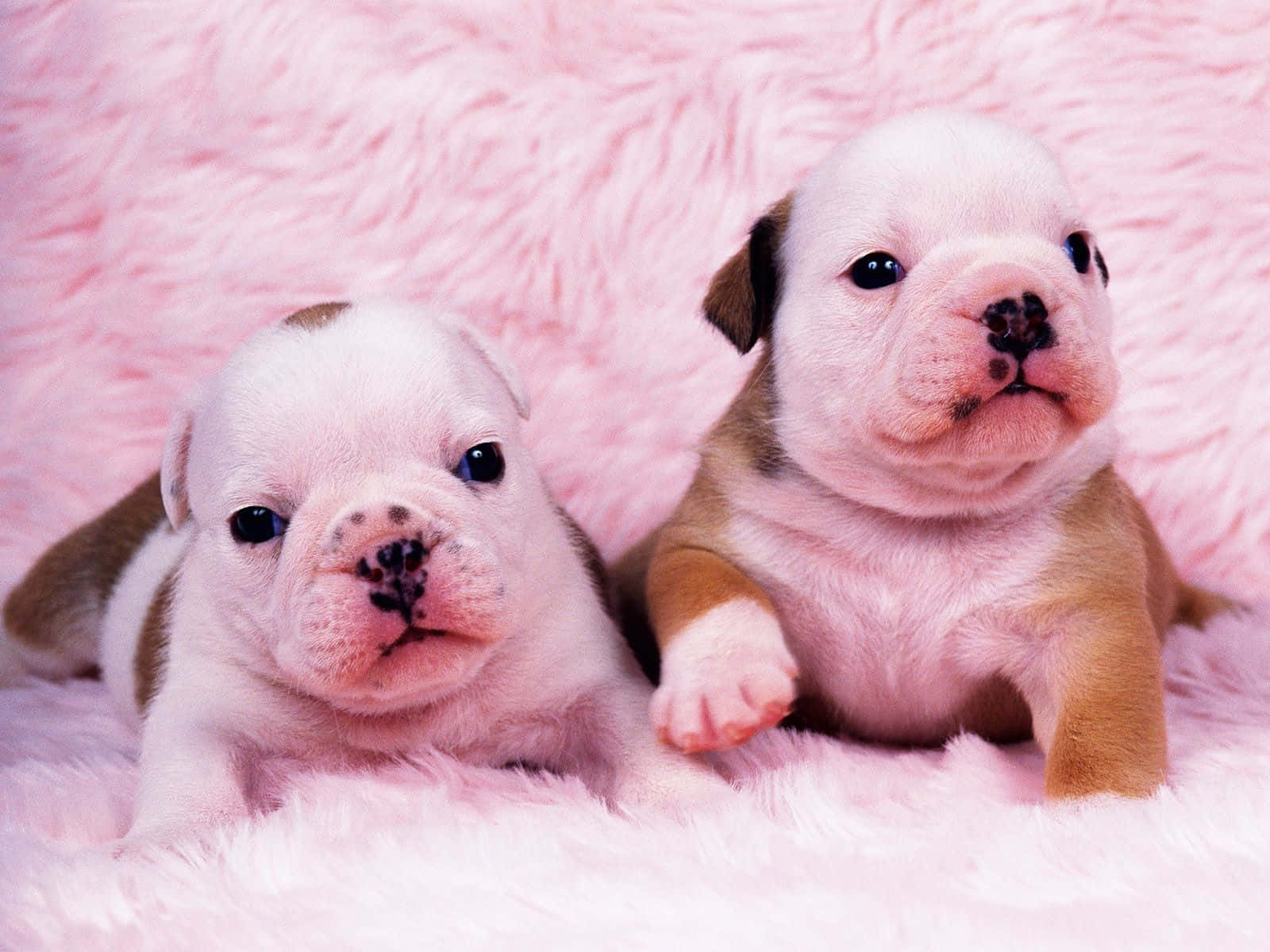 bulldog puppies, big dark eyes, fluffy pink blanket, HD Desktop Wallpaper