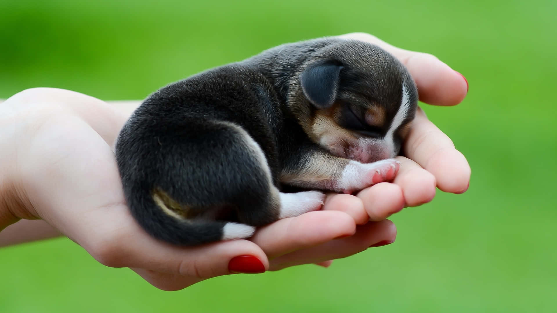 small puppy, sleeping puppy, cupped human hands, Full HD Desktop Wallpaper