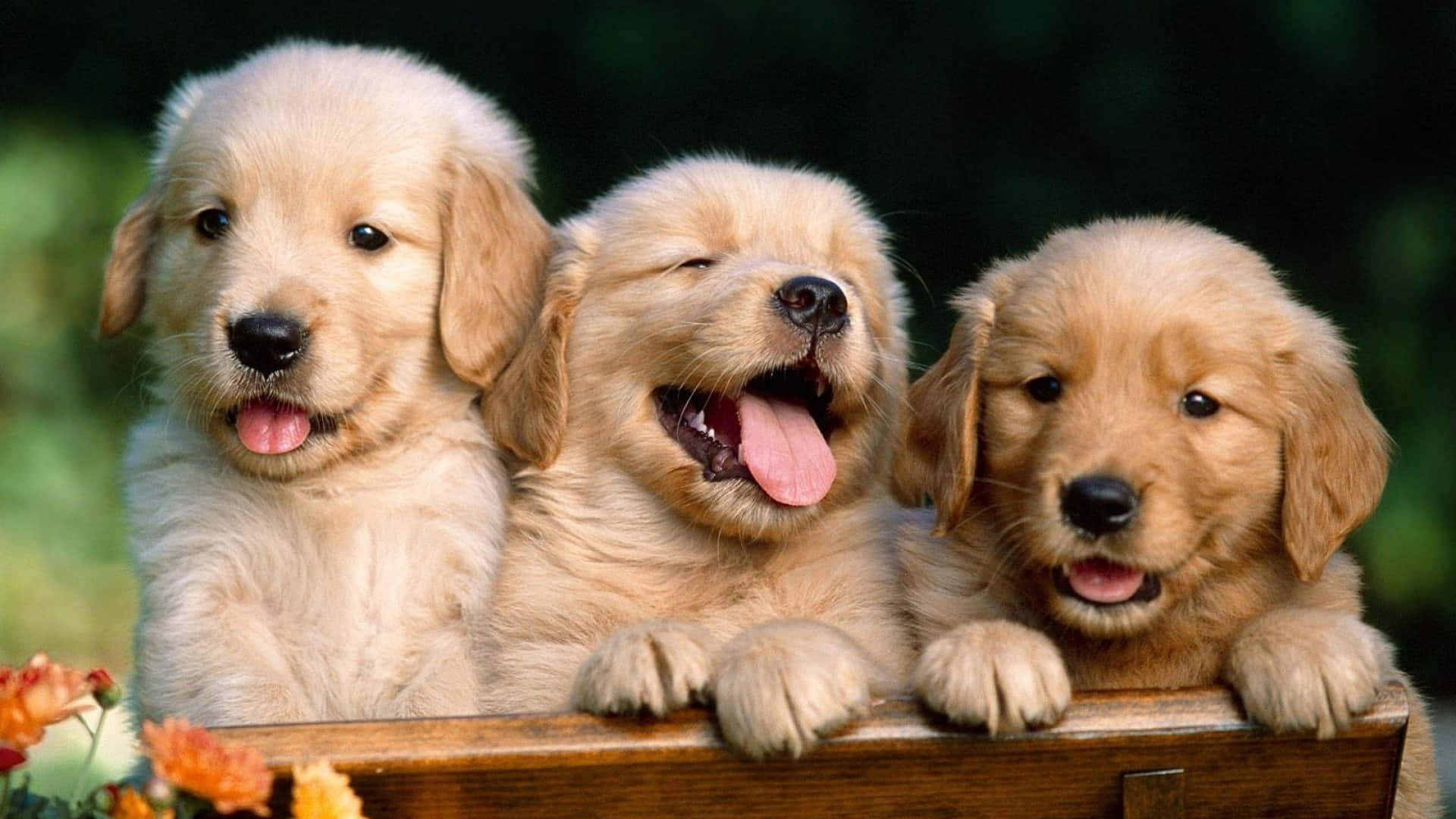 golden retriever puppies, fluffy fur, wooden box, Full HD Desktop Wallpaper