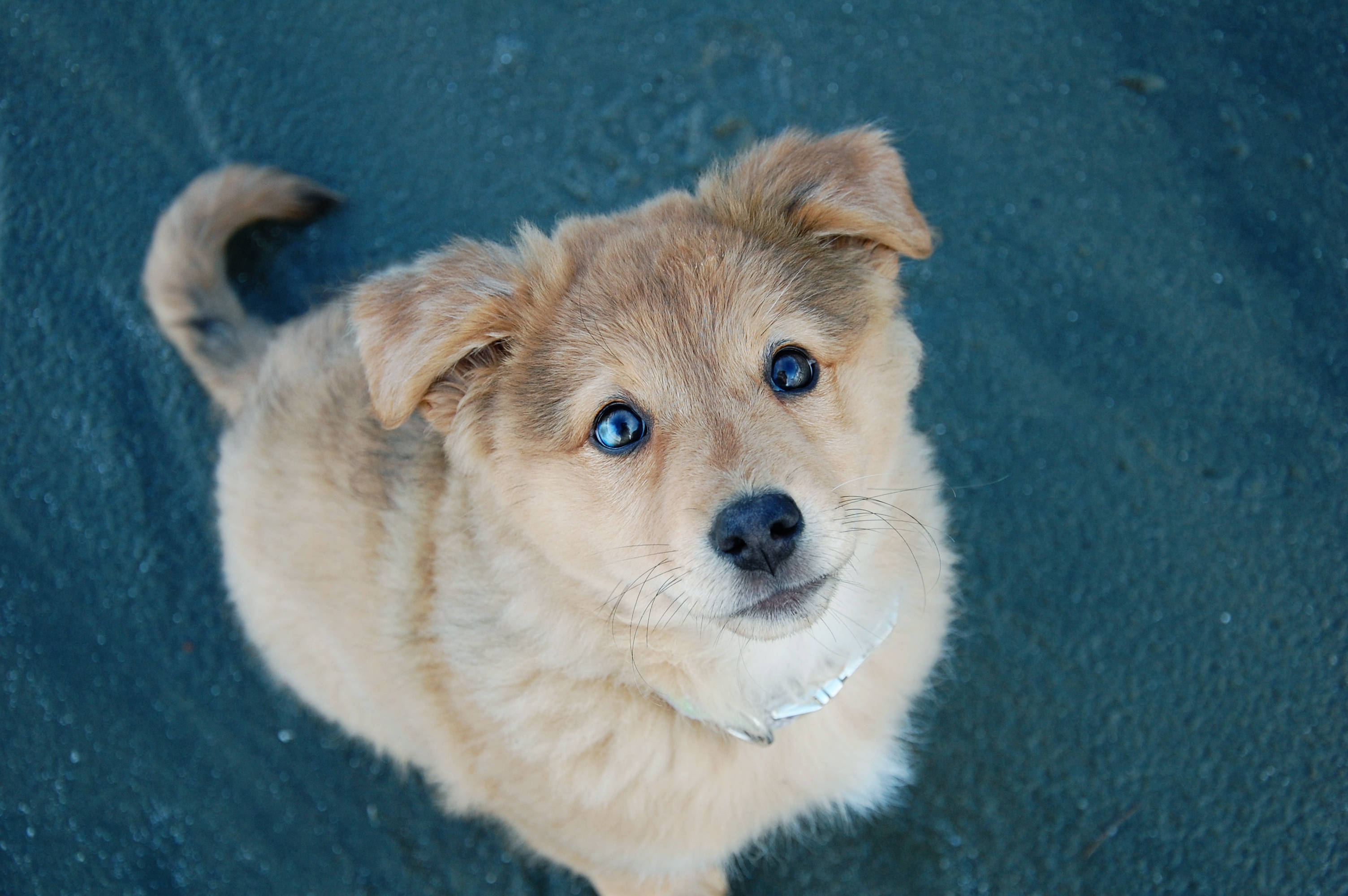 puppy, fluffy tan, striking blue eyes, 2K Desktop Wallpaper
