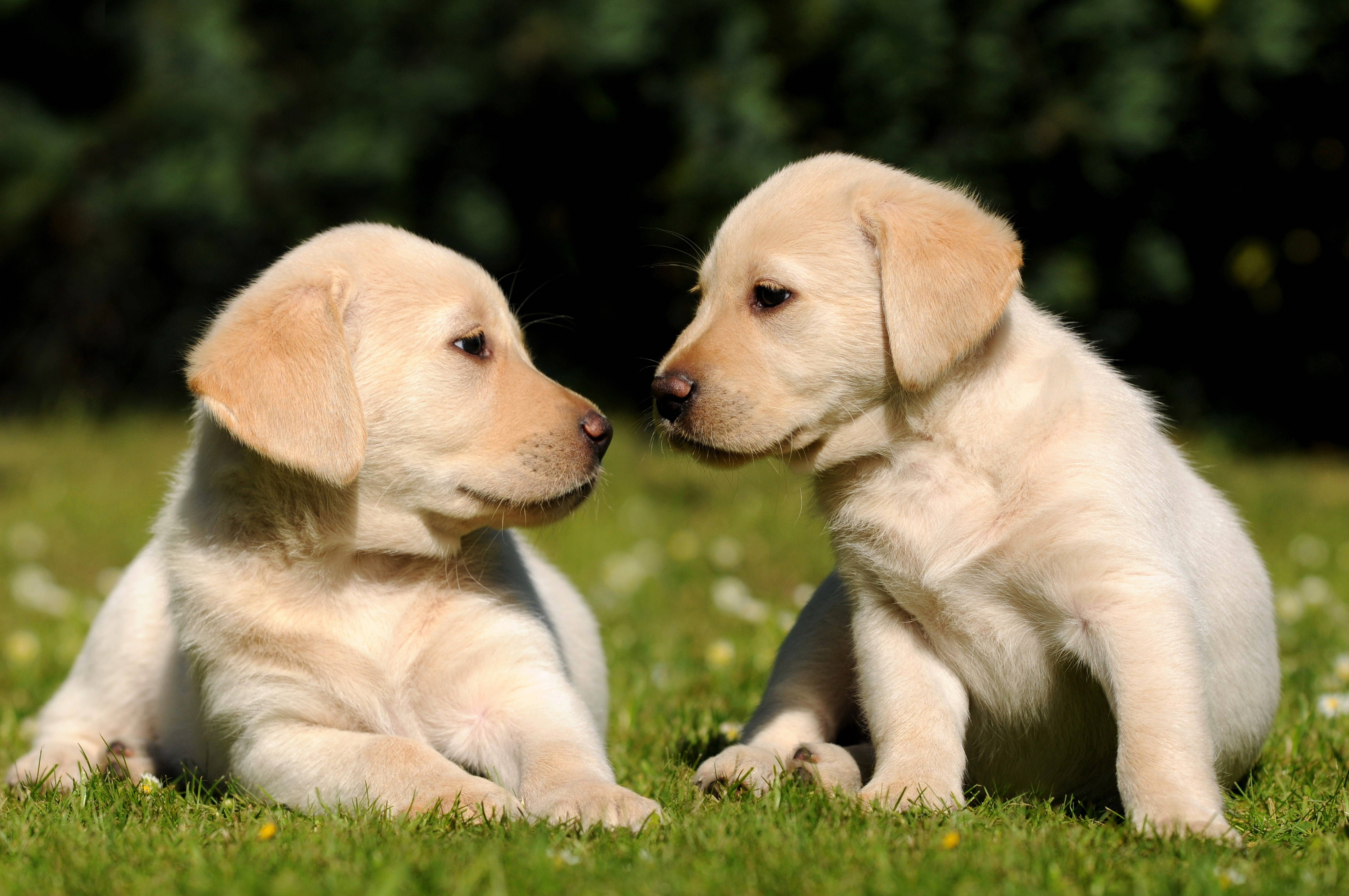 yellow Labrador puppies, sunlit grassy field, blurred green foliage, 5K Desktop Wallpaper