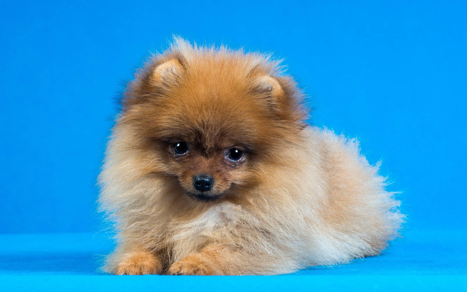 Pomeranian puppy, fluffy brown, big dark eyes, Full HD Desktop Wallpaper