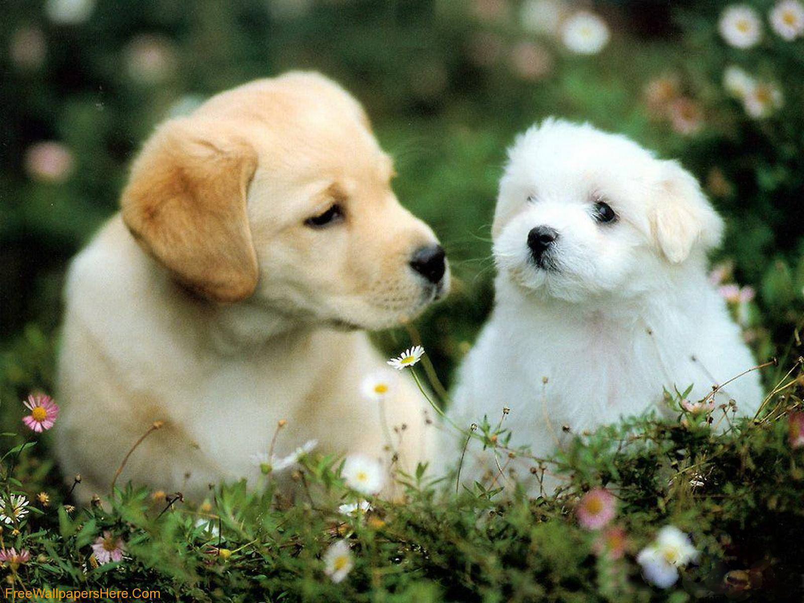 adorable puppy, golden, white, HD Desktop Wallpaper