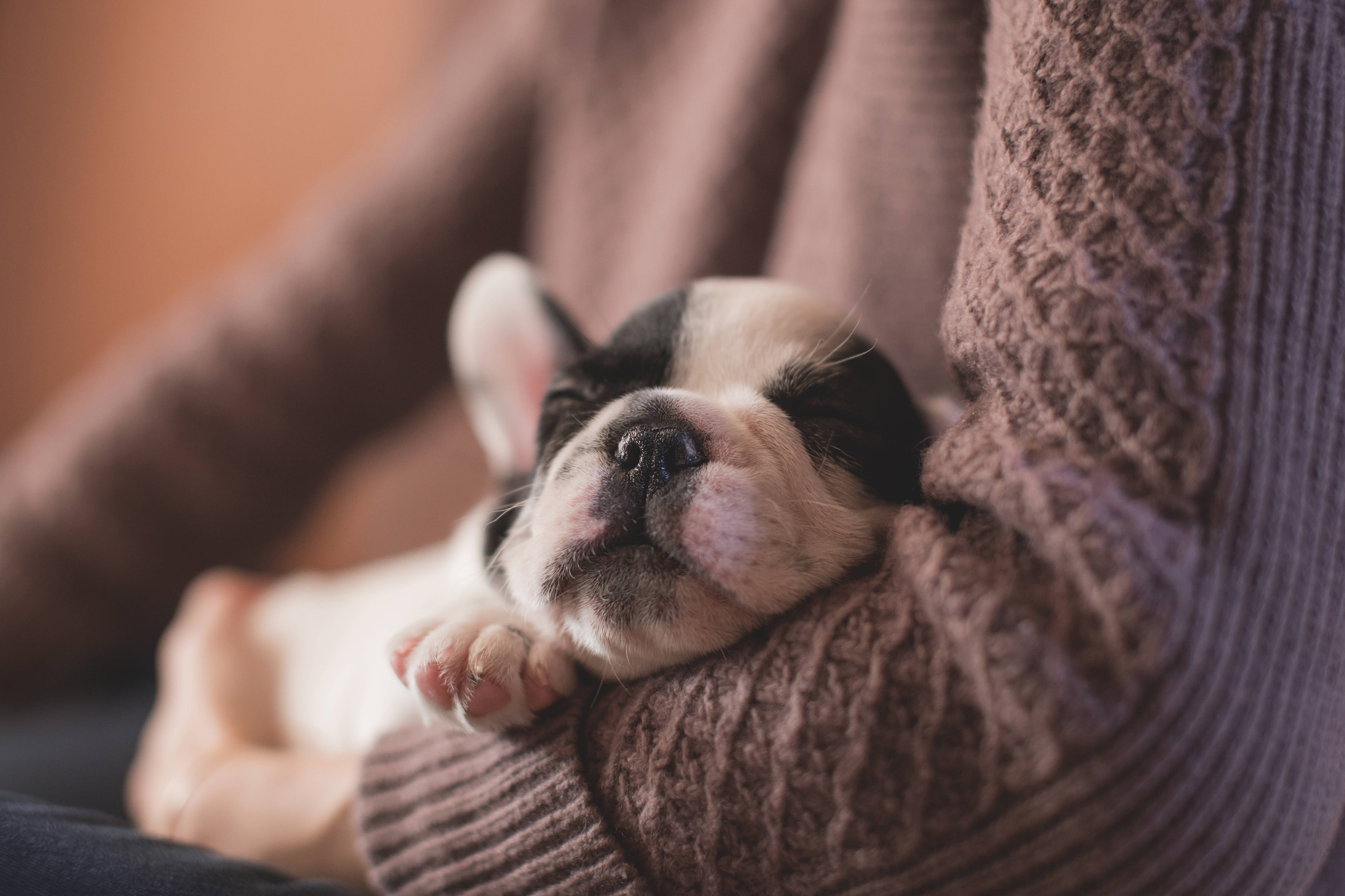black and white French bulldog puppy, brown knitted sweater, grass, 5K Desktop Wallpaper
