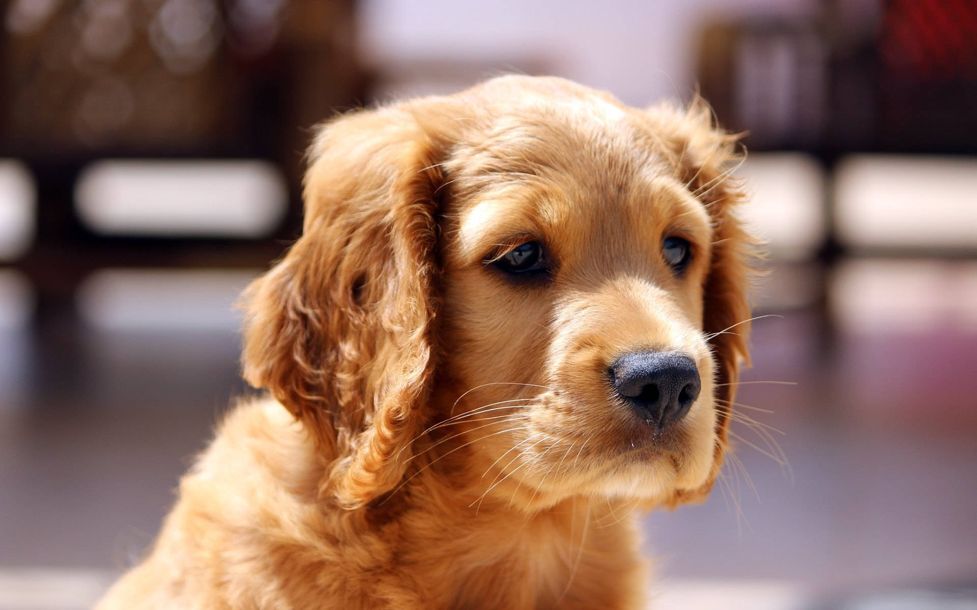 golden retriever, puppy, soft fur, Full HD Desktop Wallpaper