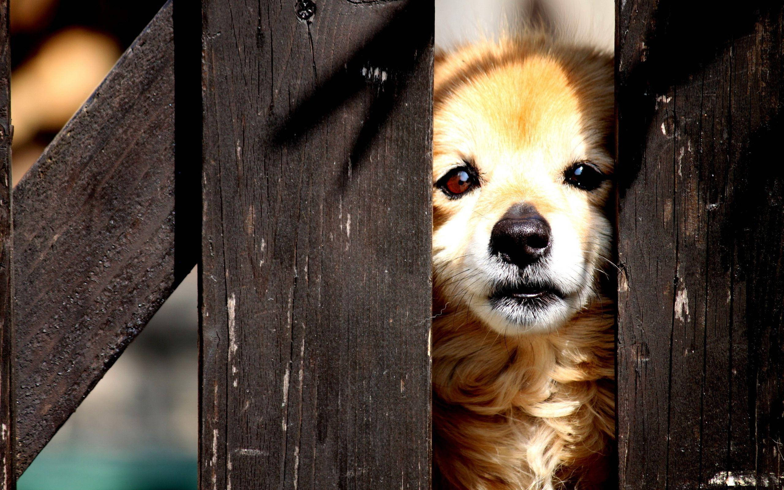 cute puppy, fluffy golden dog, weathered dark wooden fence slats, 2K Desktop Wallpaper