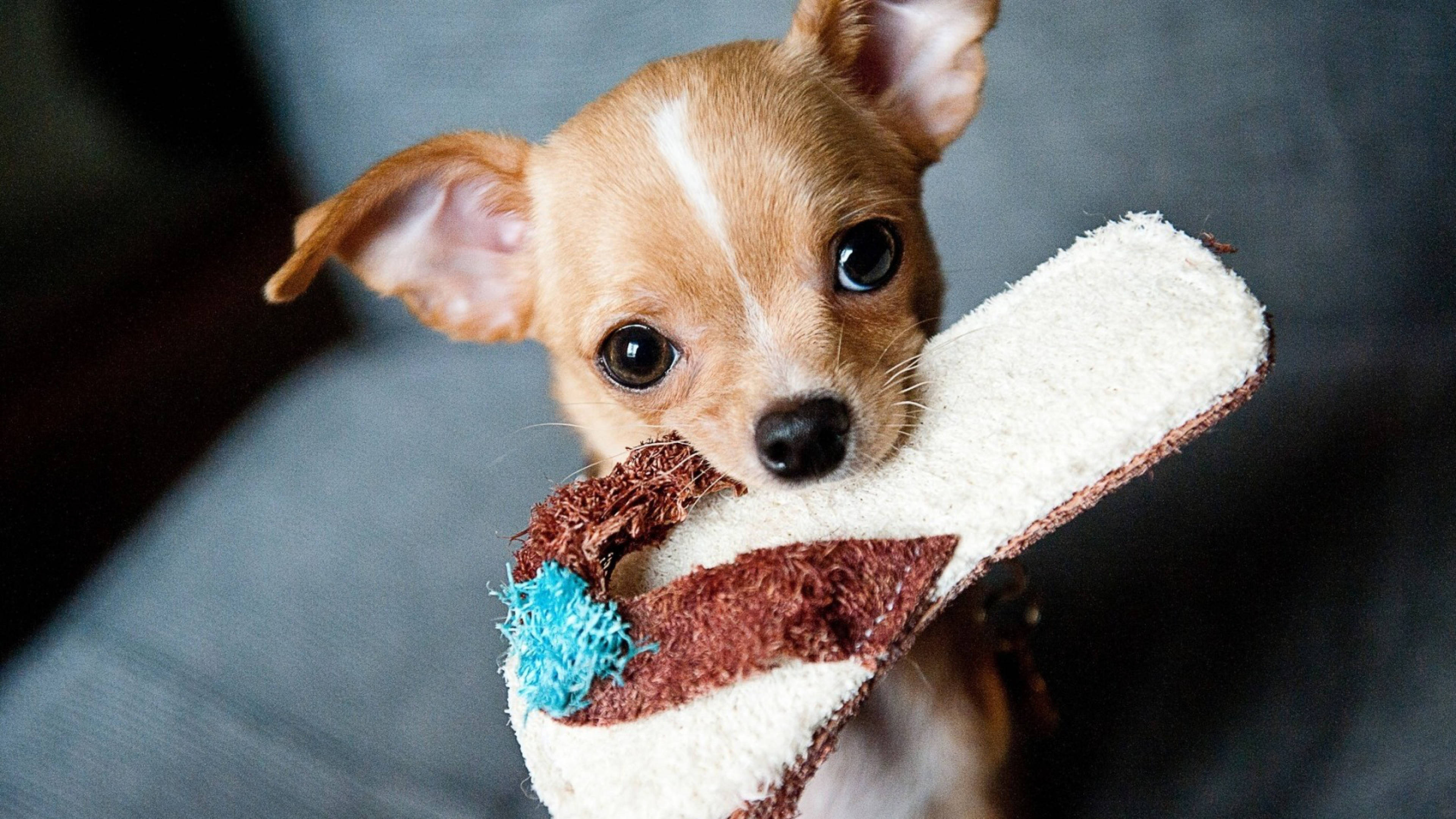 chihuahua puppy, big dark eyes, chewed-up toy, 4K Desktop Wallpaper