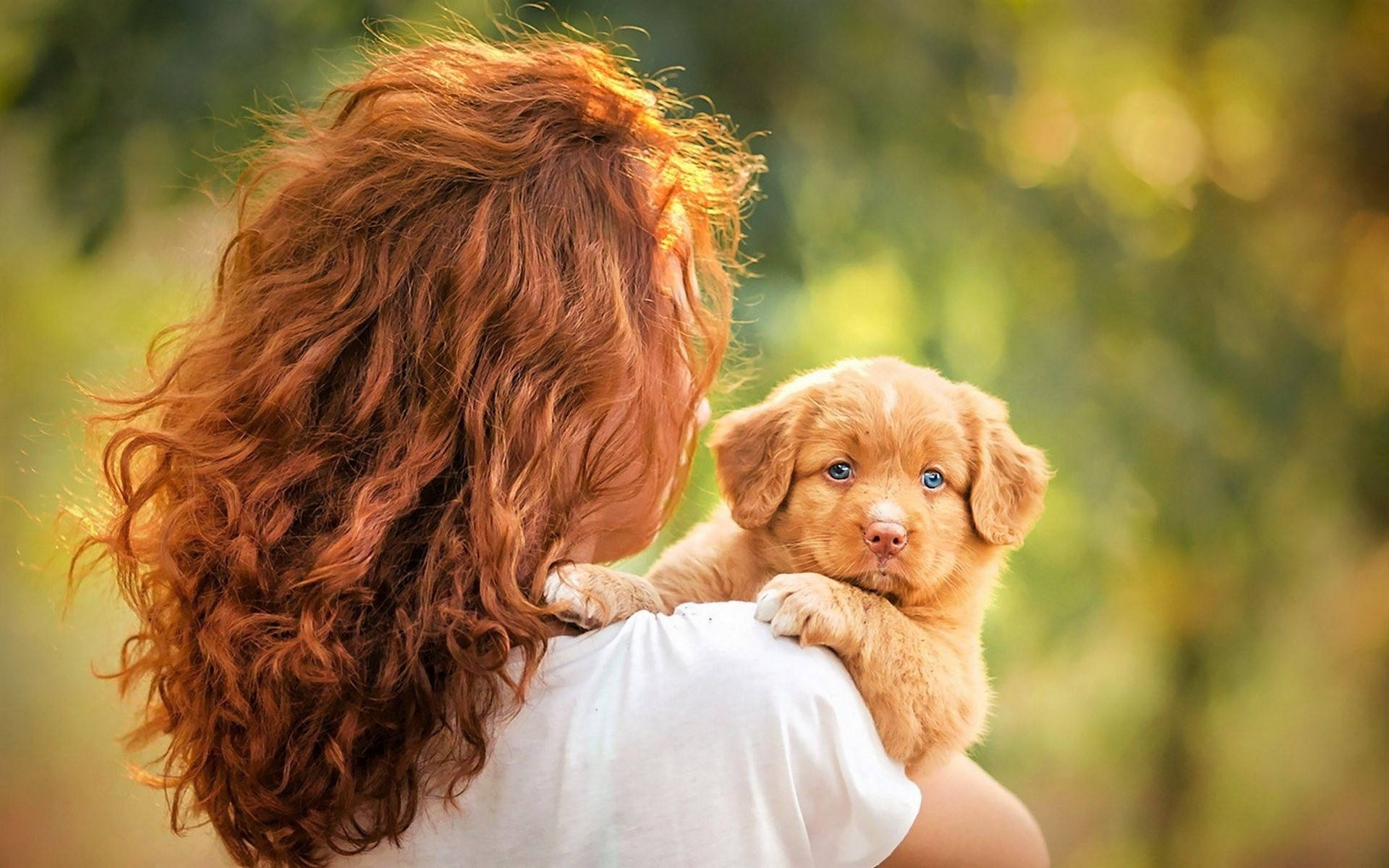 golden puppy, fiery red curls, striking blue eyes, Full HD Desktop Wallpaper