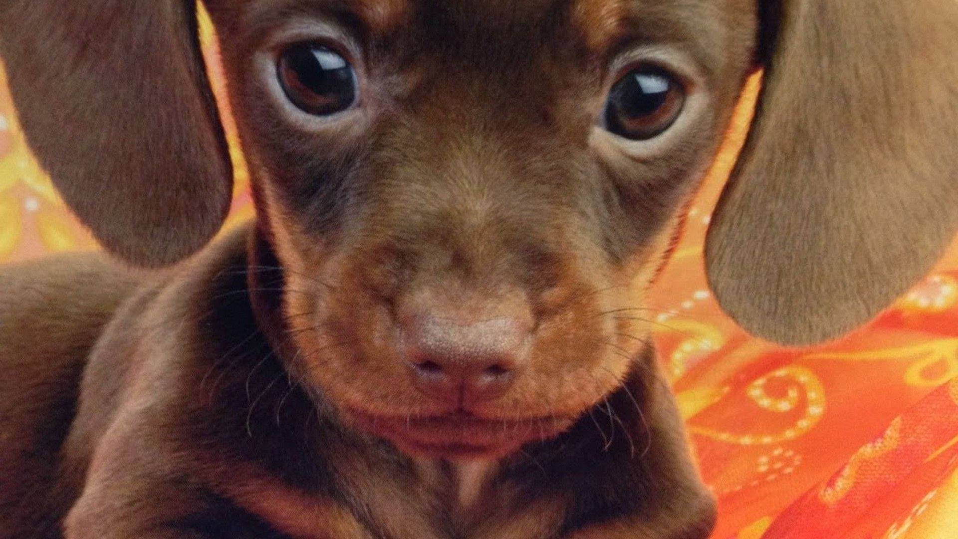 brown dachshund puppy, large soulful eyes, vibrant orange patterned background, Full HD Desktop Wallpaper