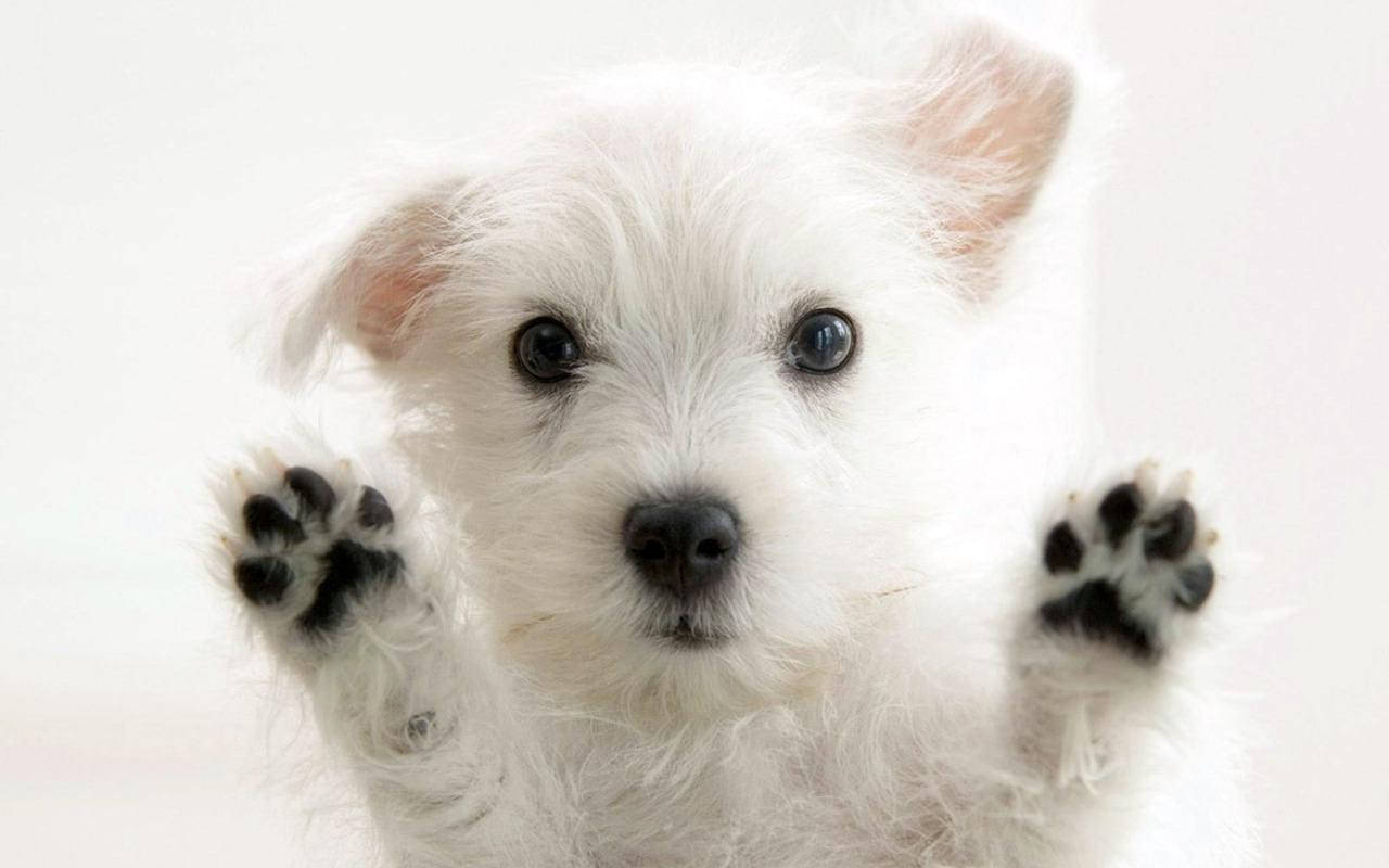white cute puppy, black paw, fluffy white puppy, HD Desktop Wallpaper