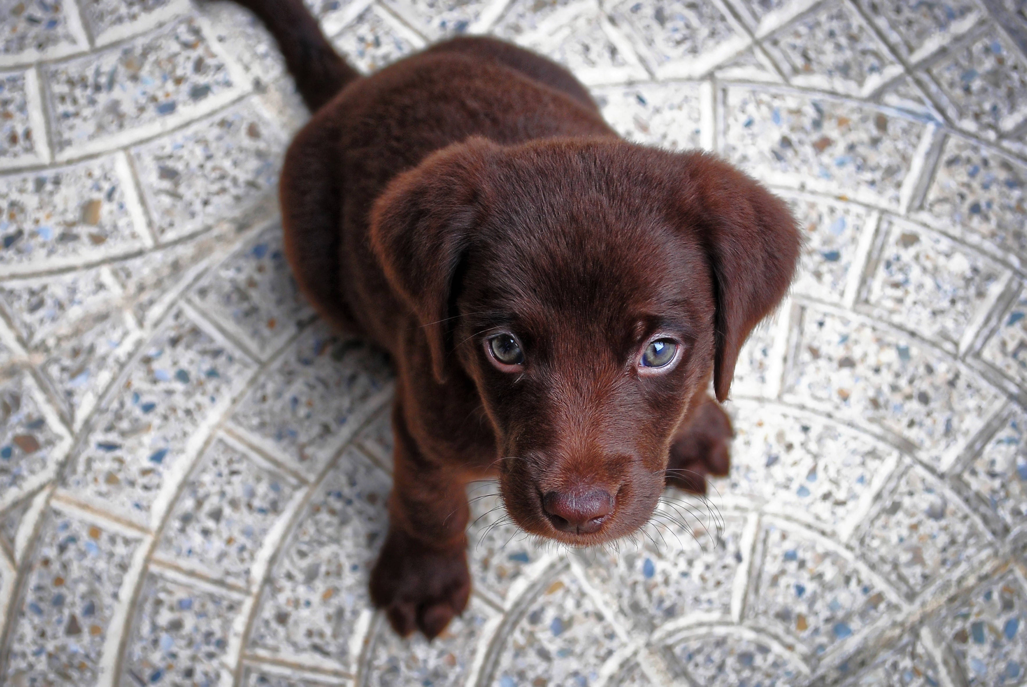 chocolate Labrador, blue eyes, speckled tiled floor, 2K Desktop Wallpaper