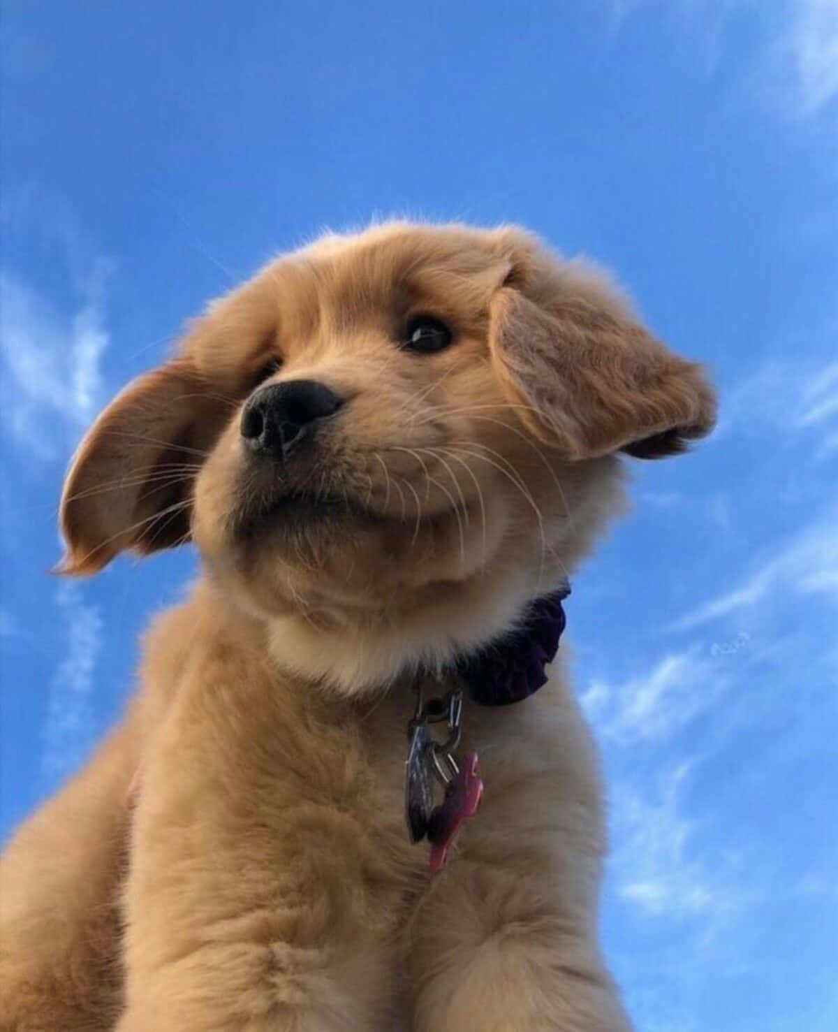golden retriever puppy, floppy ears, bright blue sky, HD Phone Wallpaper