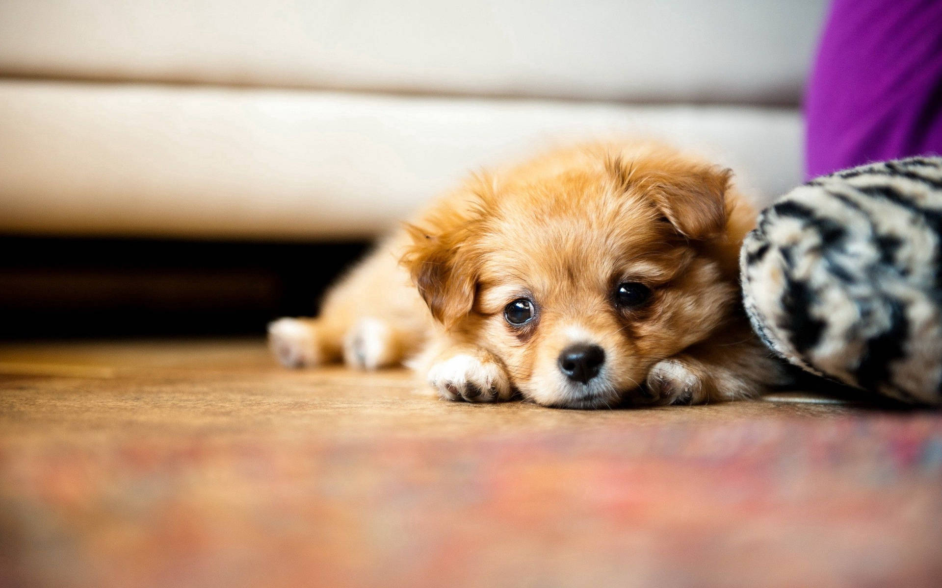 Pomeranian, tiny fluffy puppy, big dark eyes, Full HD Desktop Wallpaper