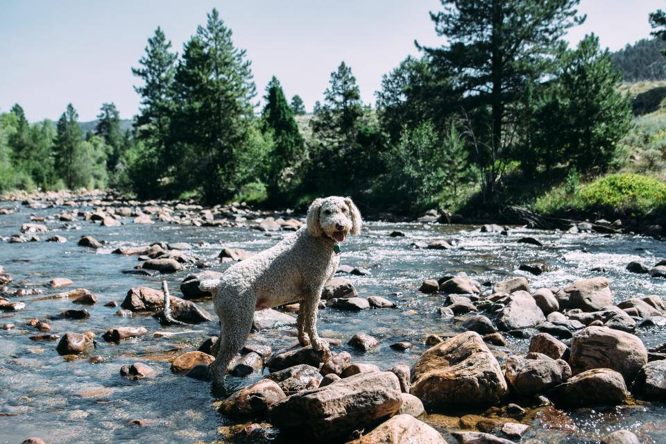 cute puppy, river rocks, clear water, SD Desktop Wallpaper